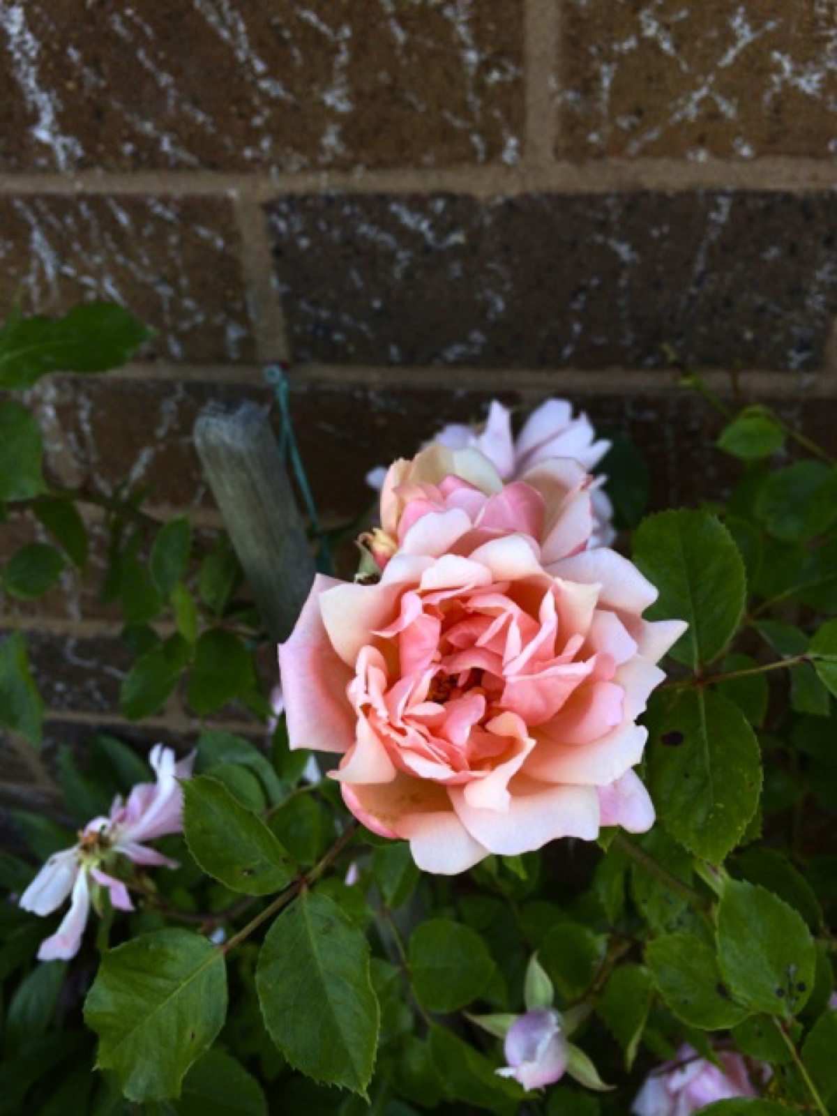 family pink a da rose I