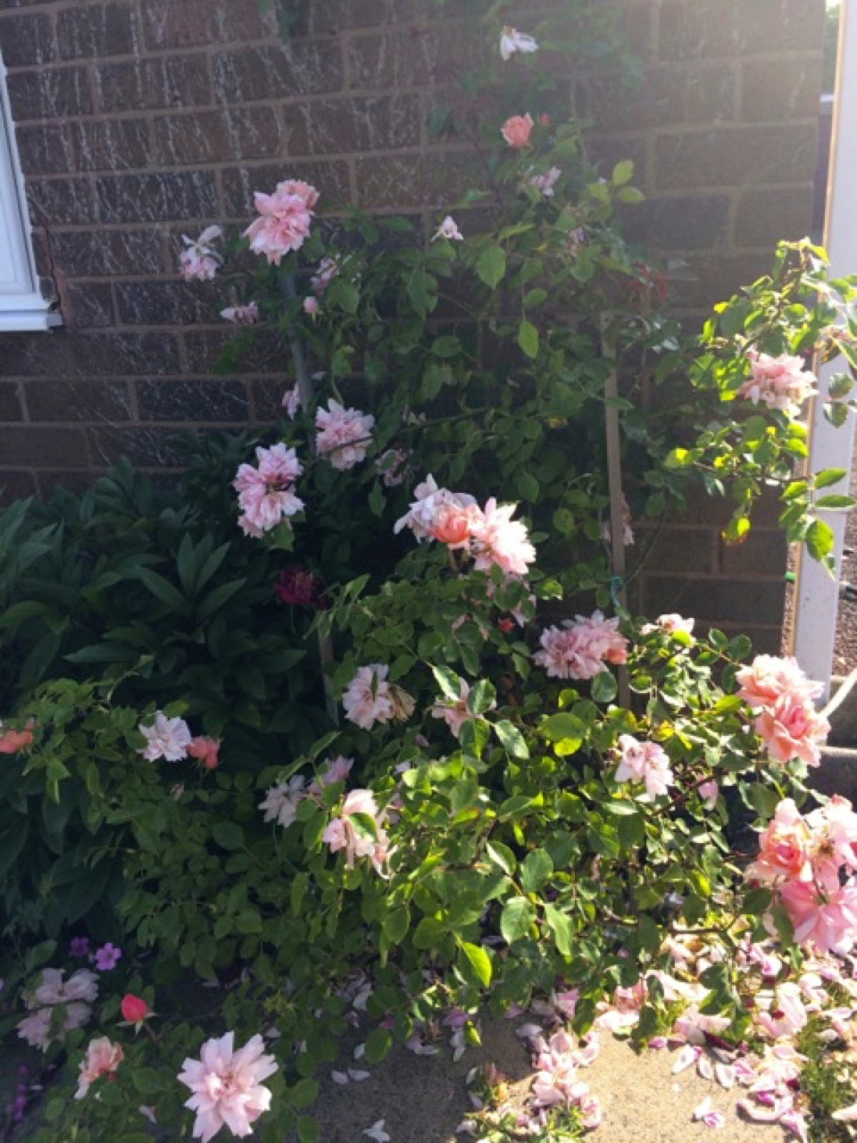 family pink a da rose II