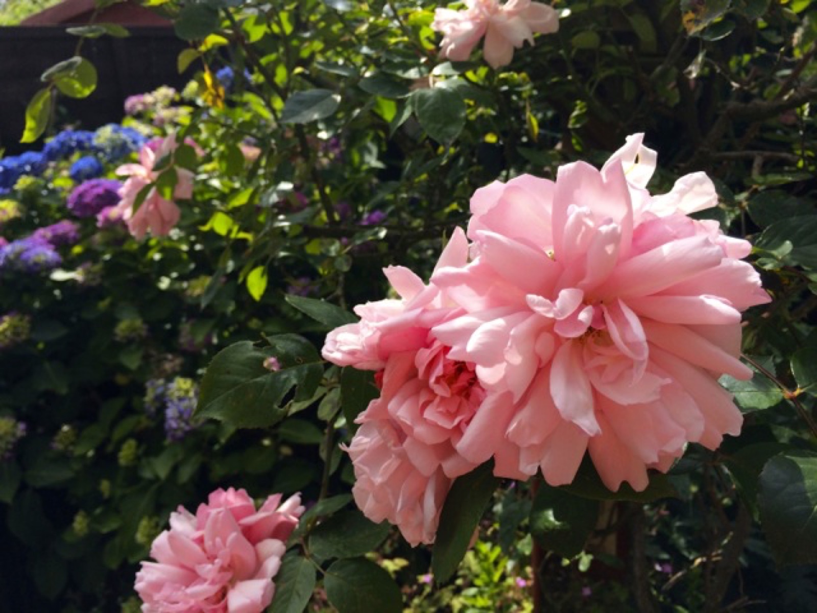 Family Pink rose a