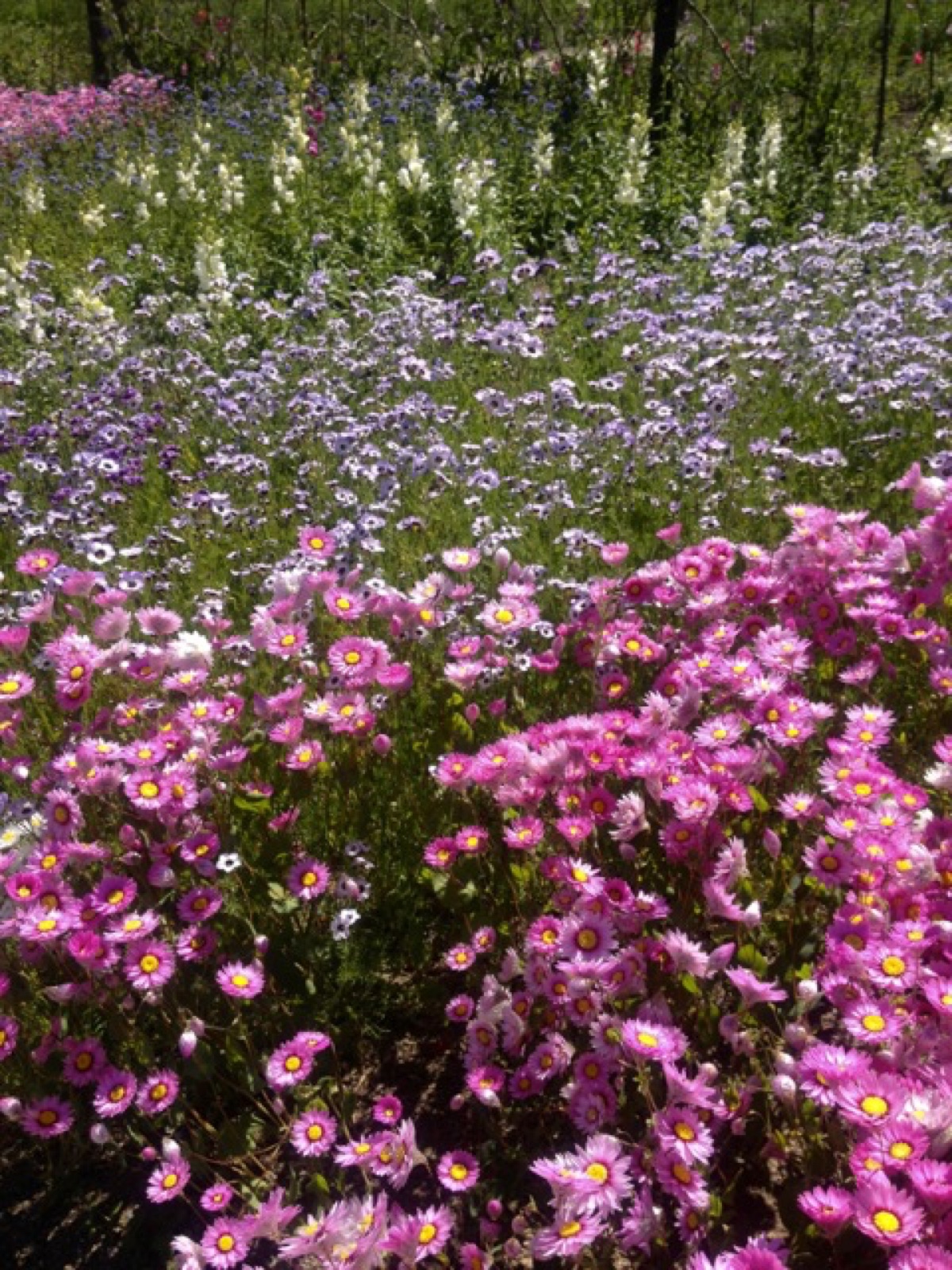 flower mass