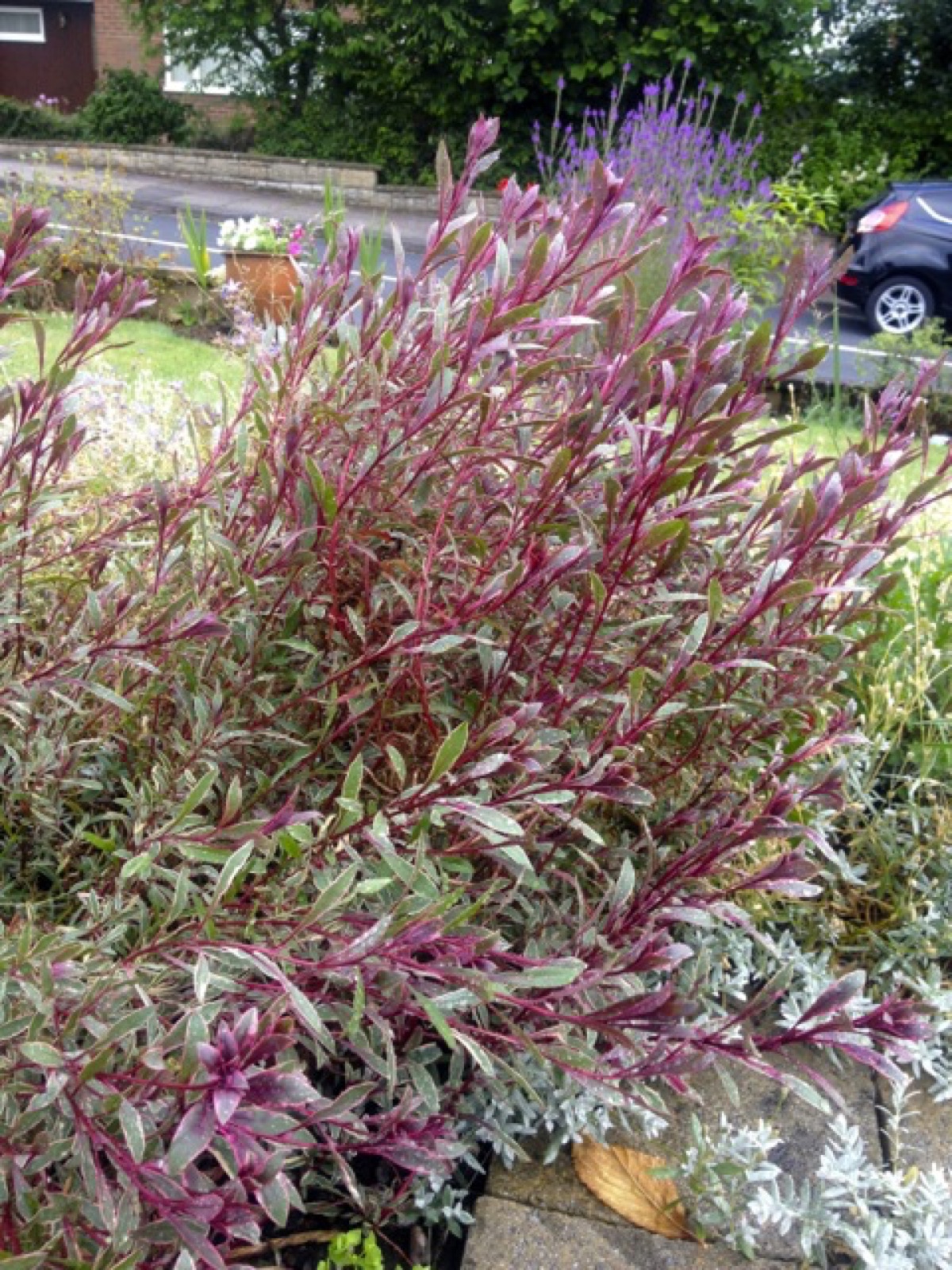 foilage front
