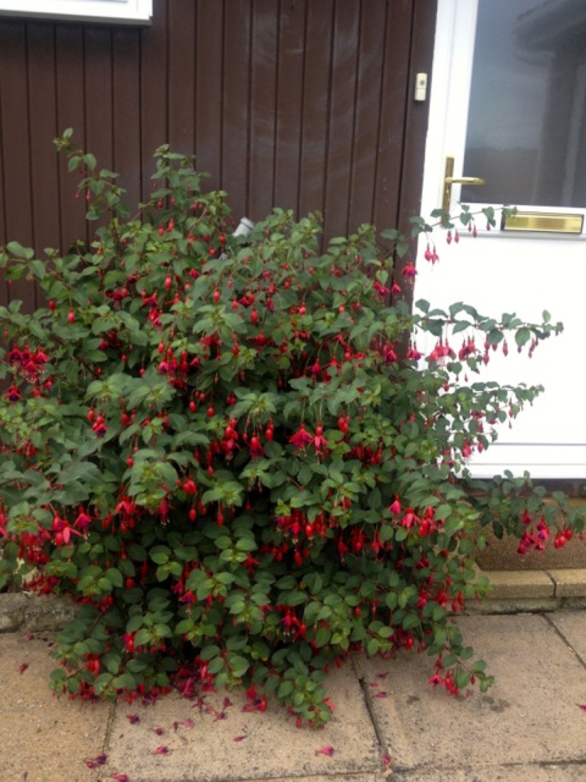 forgotten name front bush