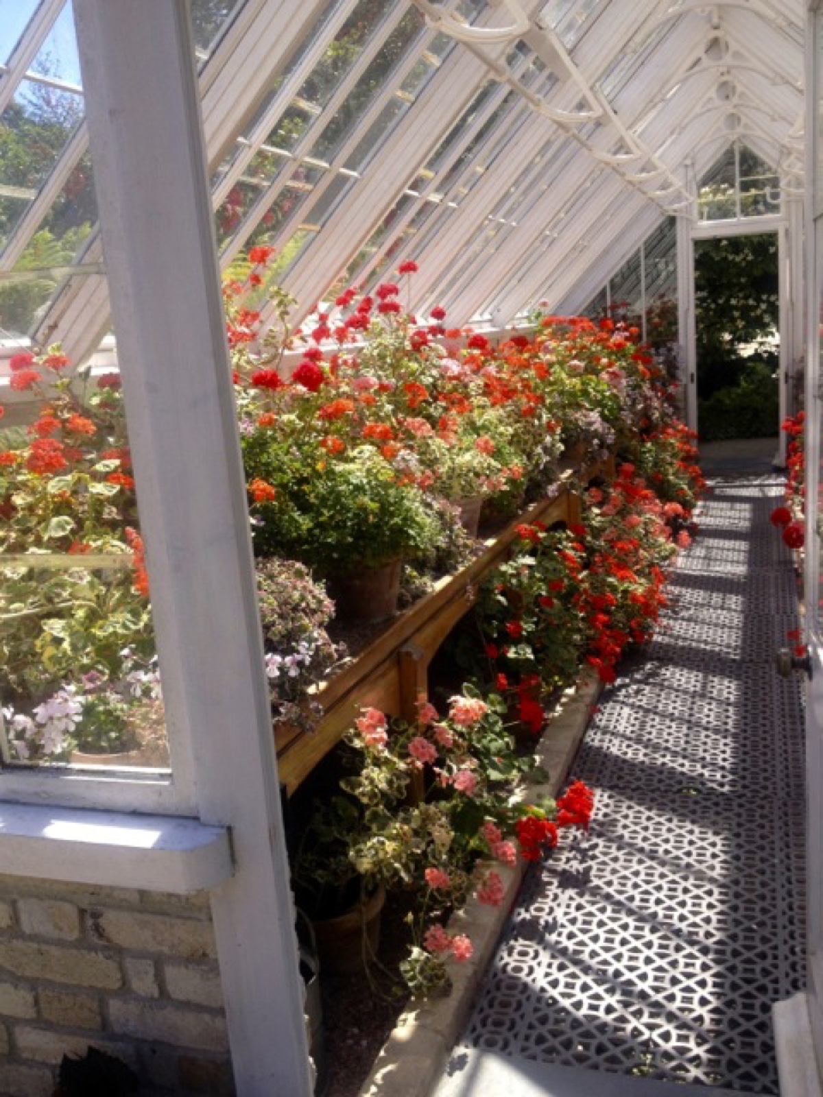 geranium greenhouse