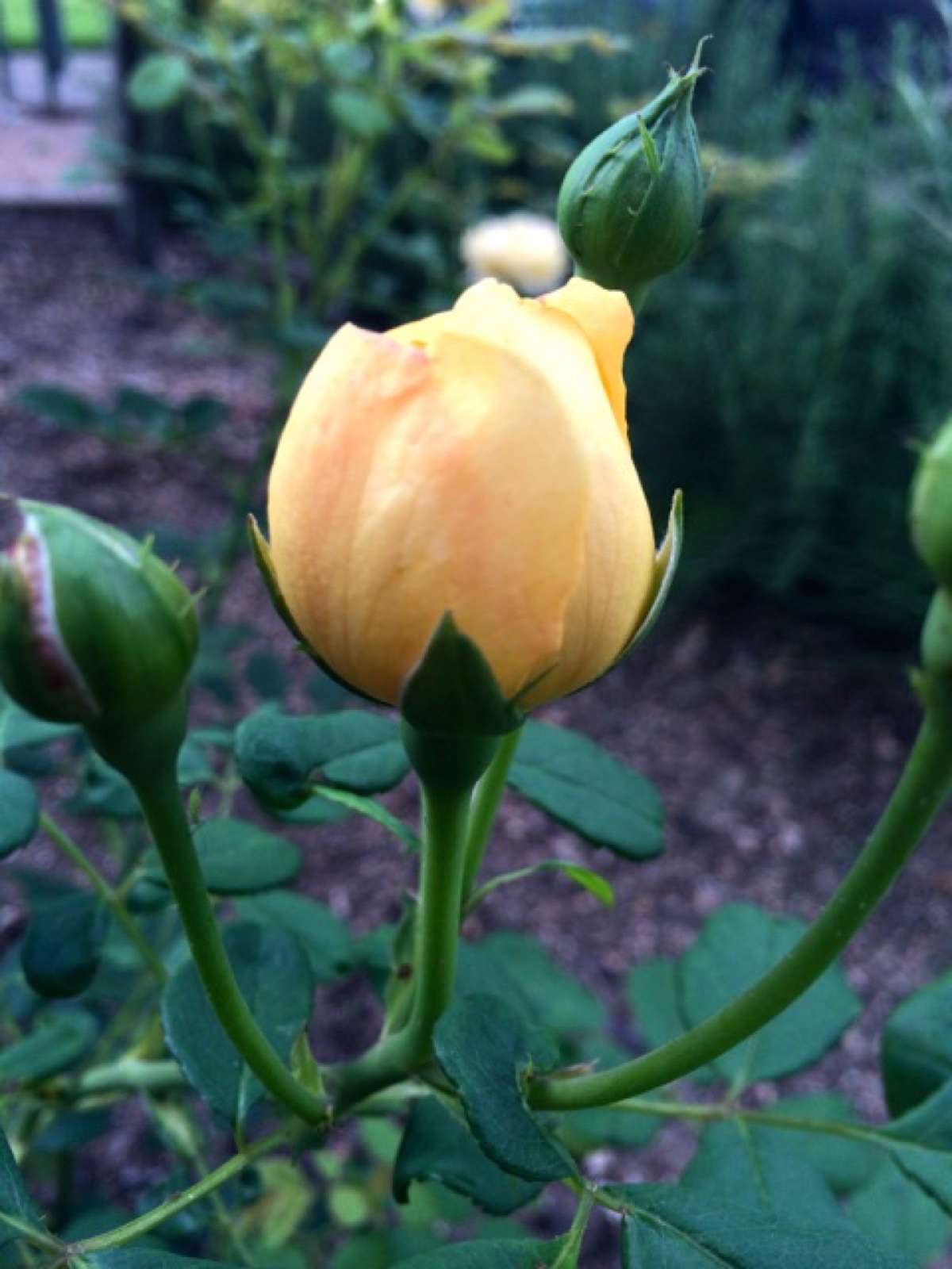 Golden celebration II sized
