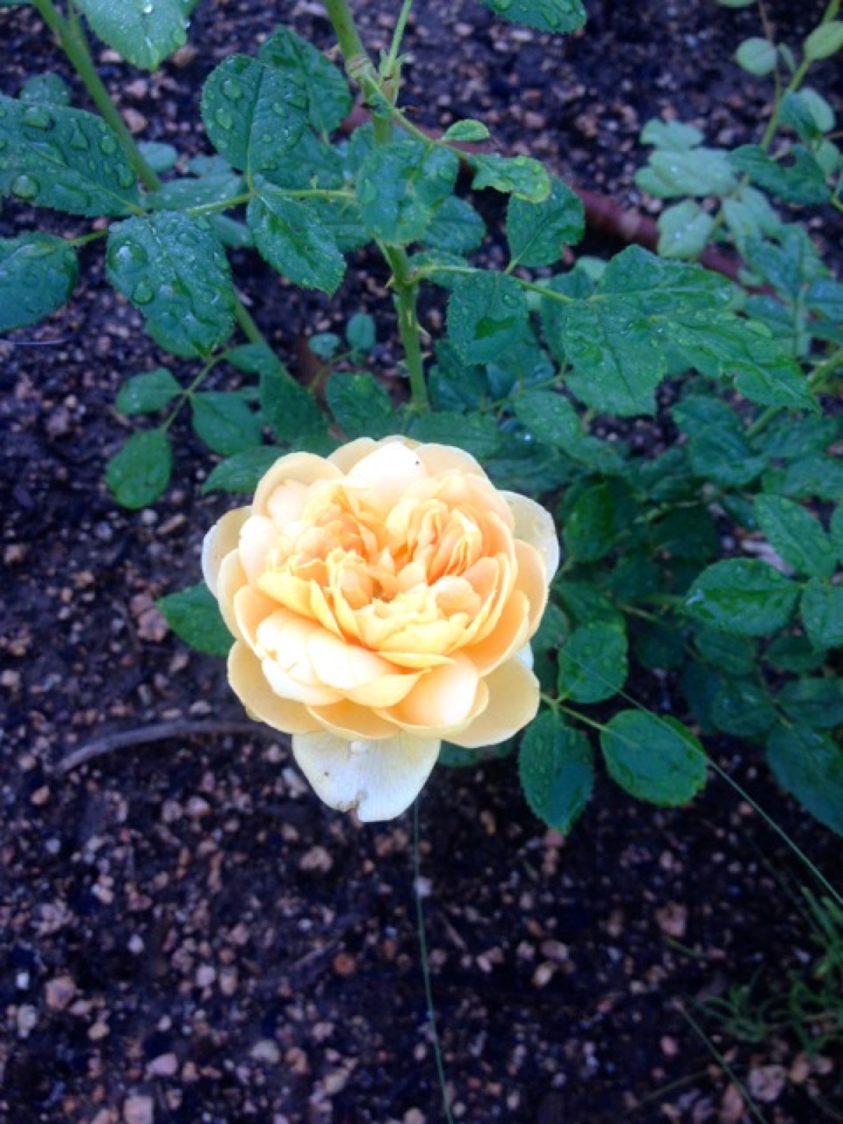 Golden celebration III sized
