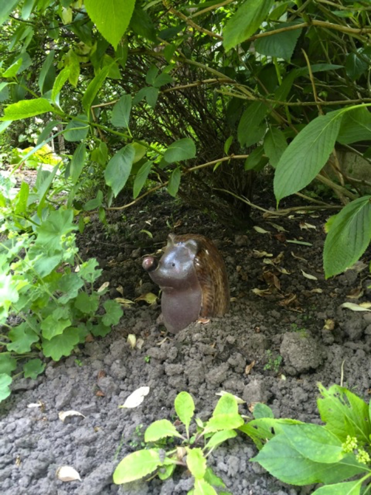 hidden hedgehog