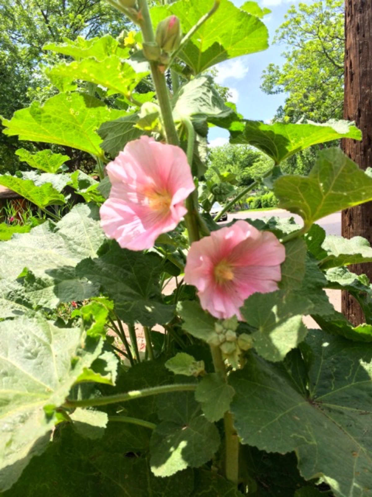 Holly hocks I sized