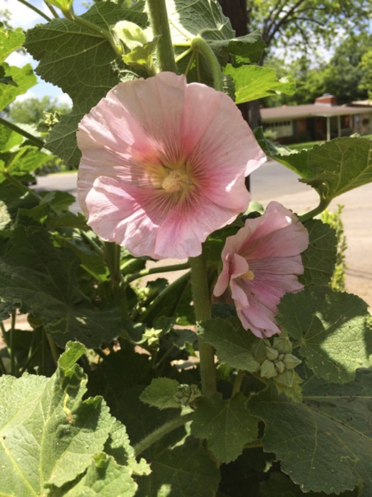 Holly Hocks II sized