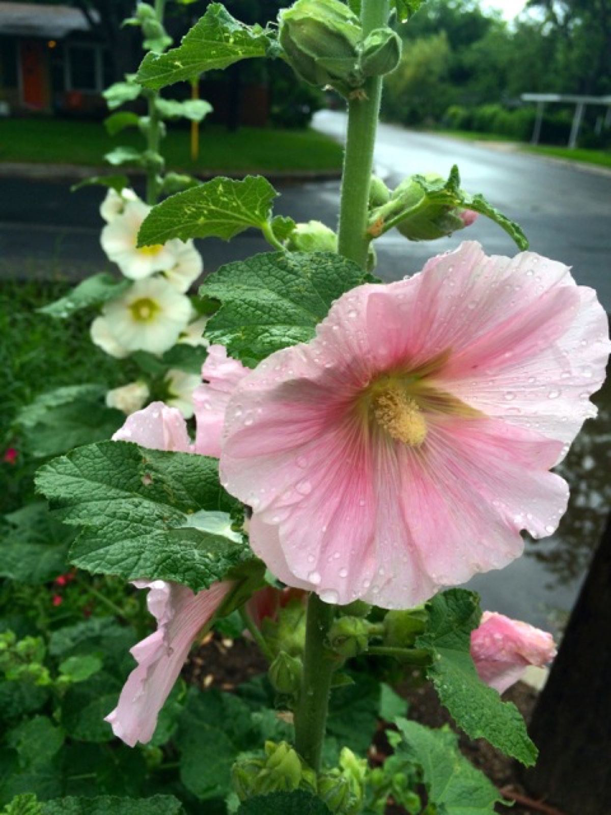 Holly hocks III sized