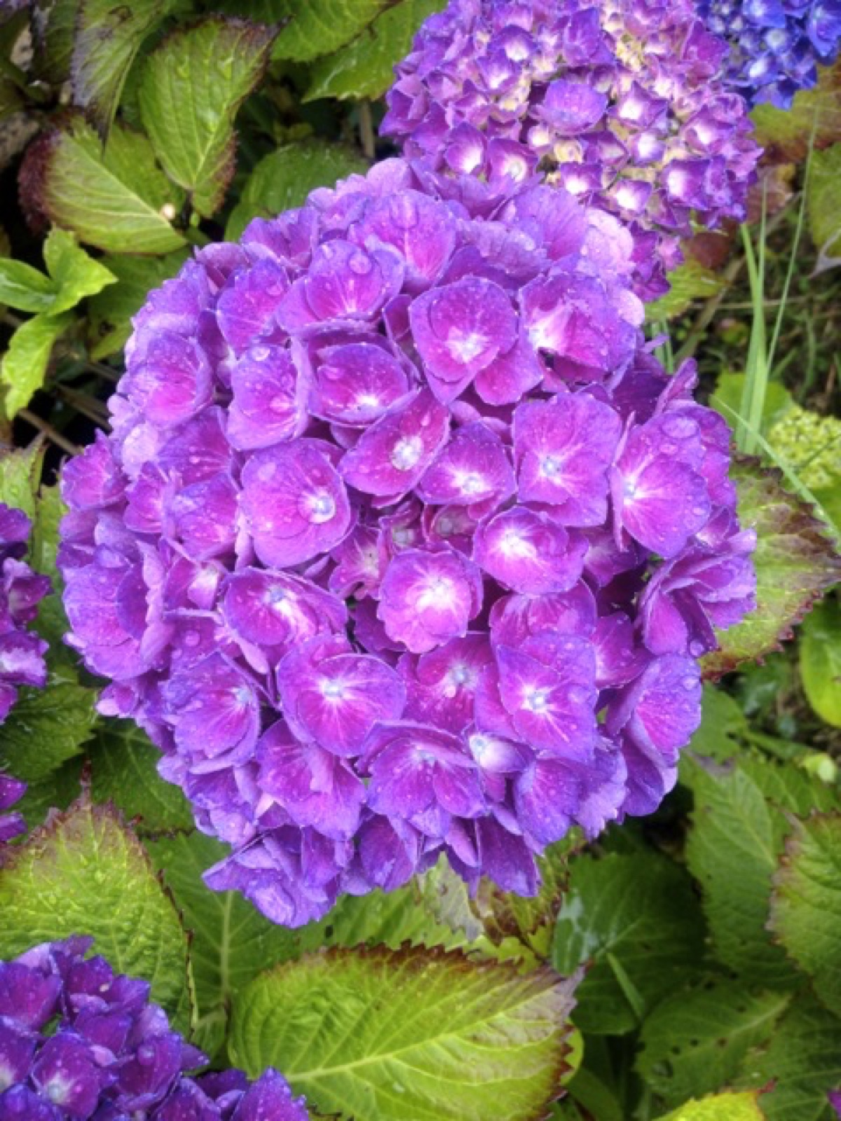 hydrangea close up