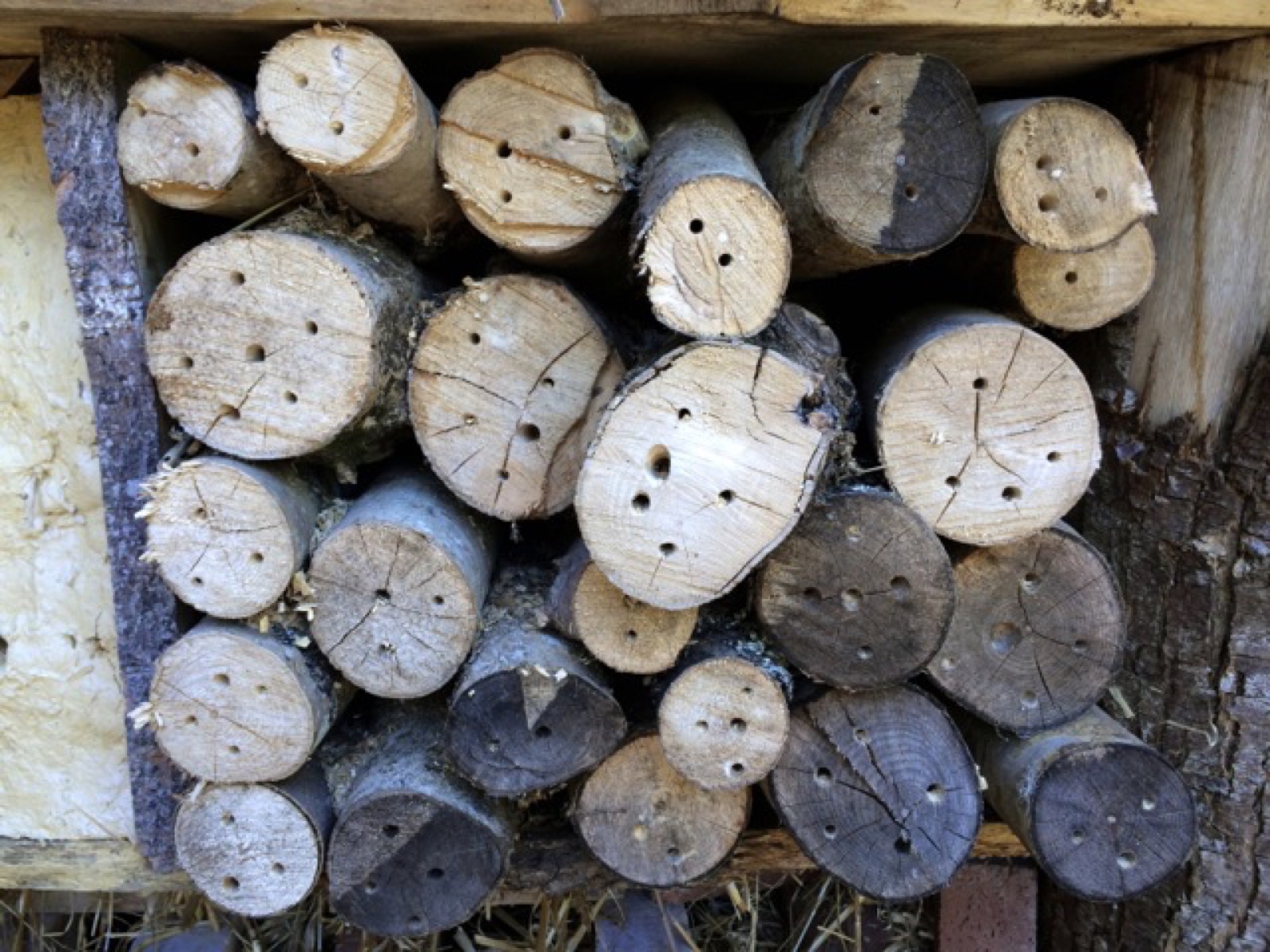 insect hotel II
