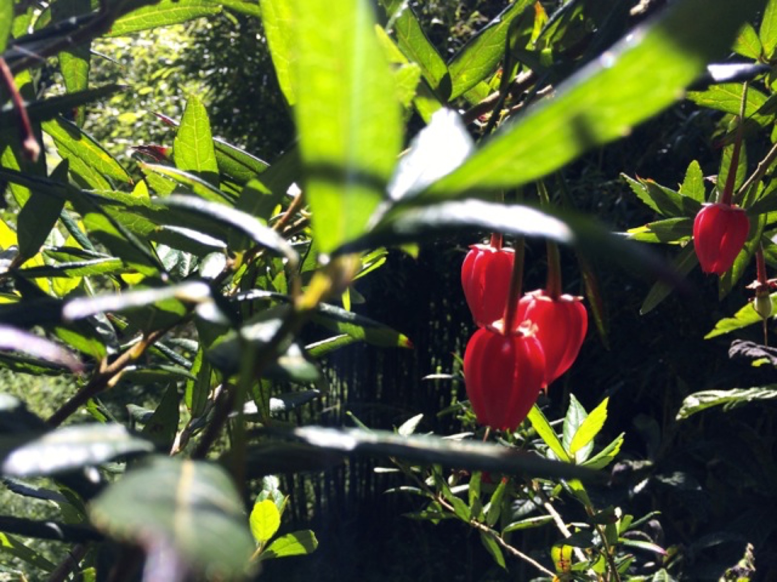 jungle red bell