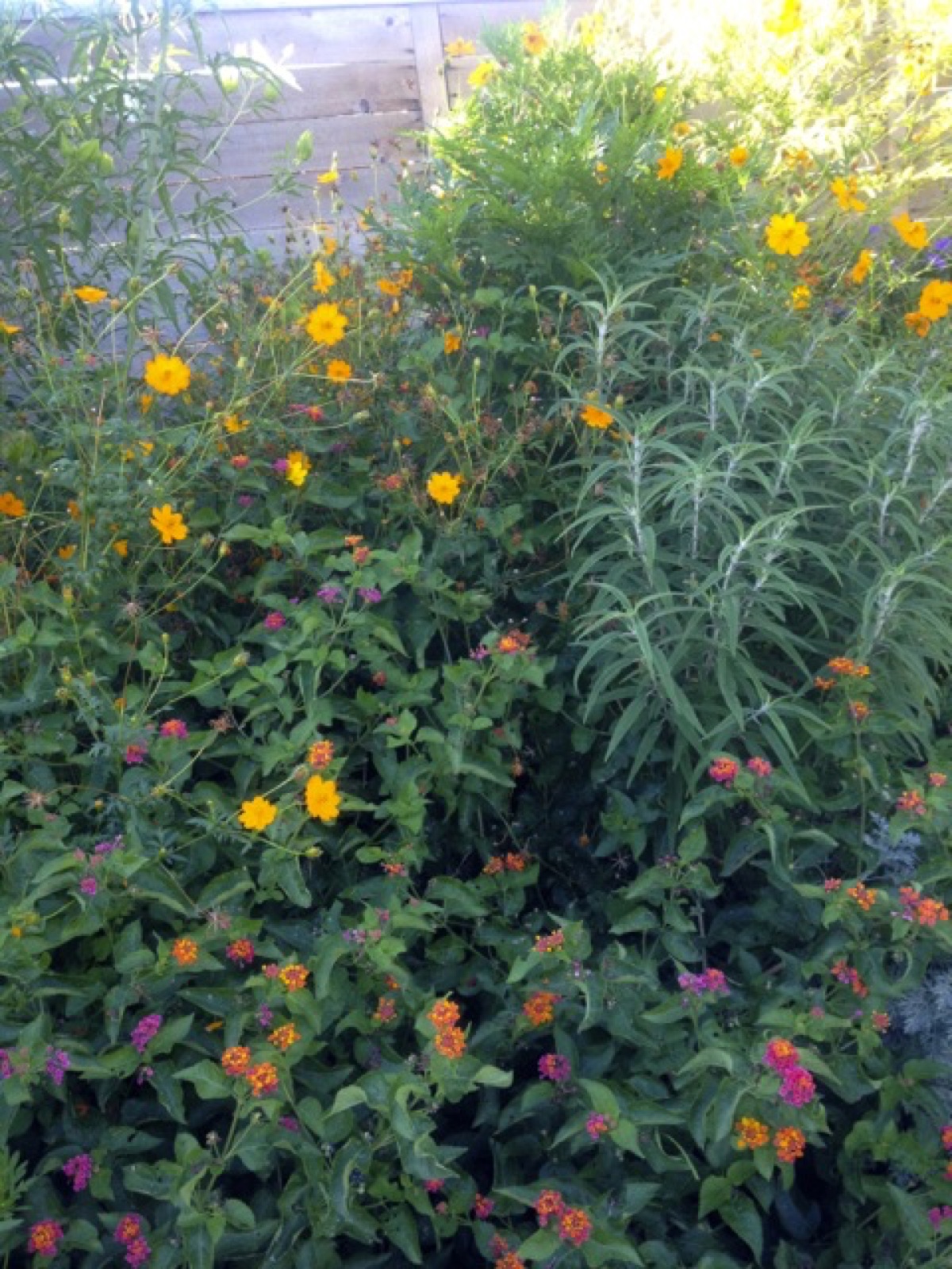 lantana return