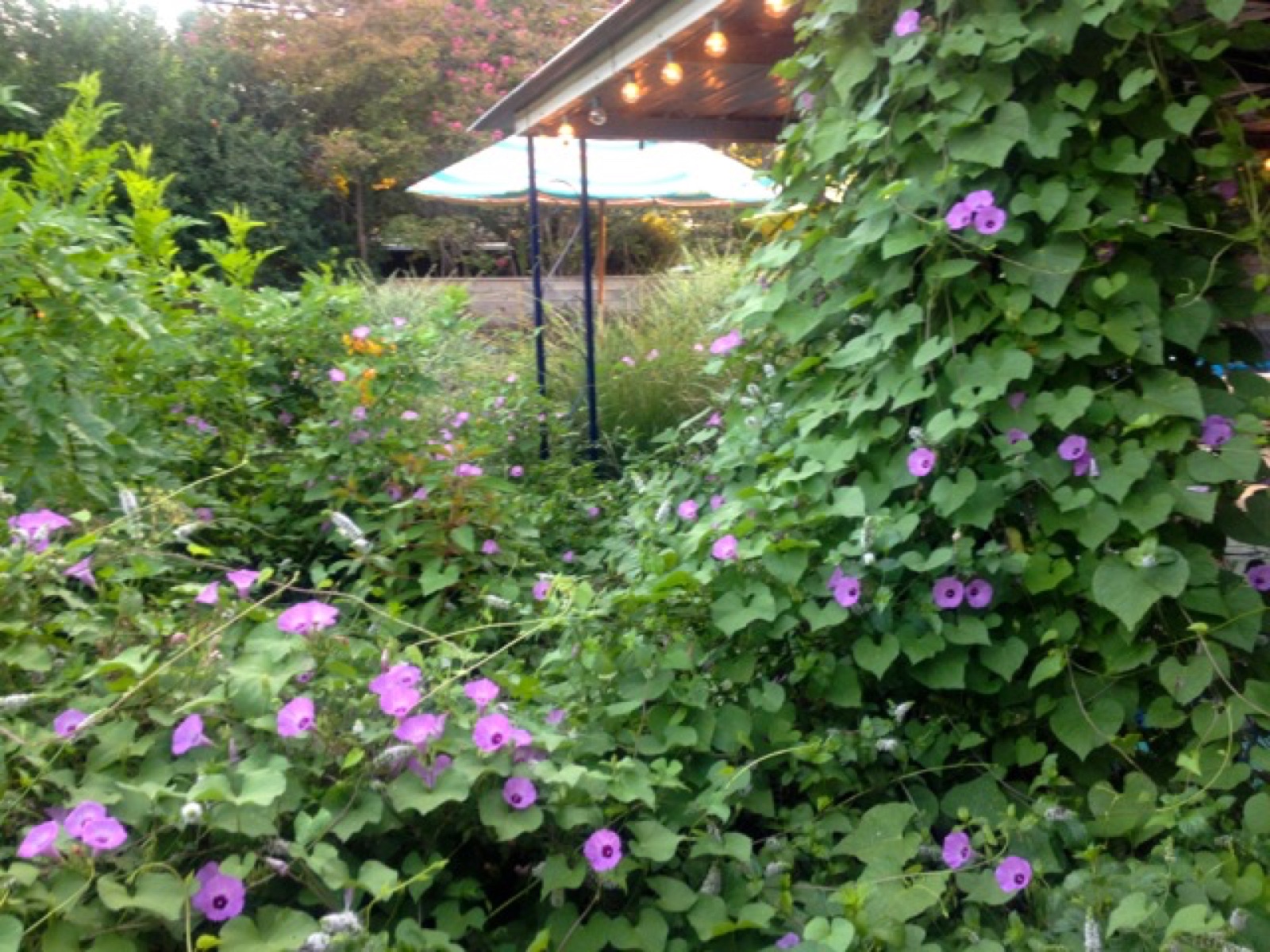 lost garden cloverleaf V