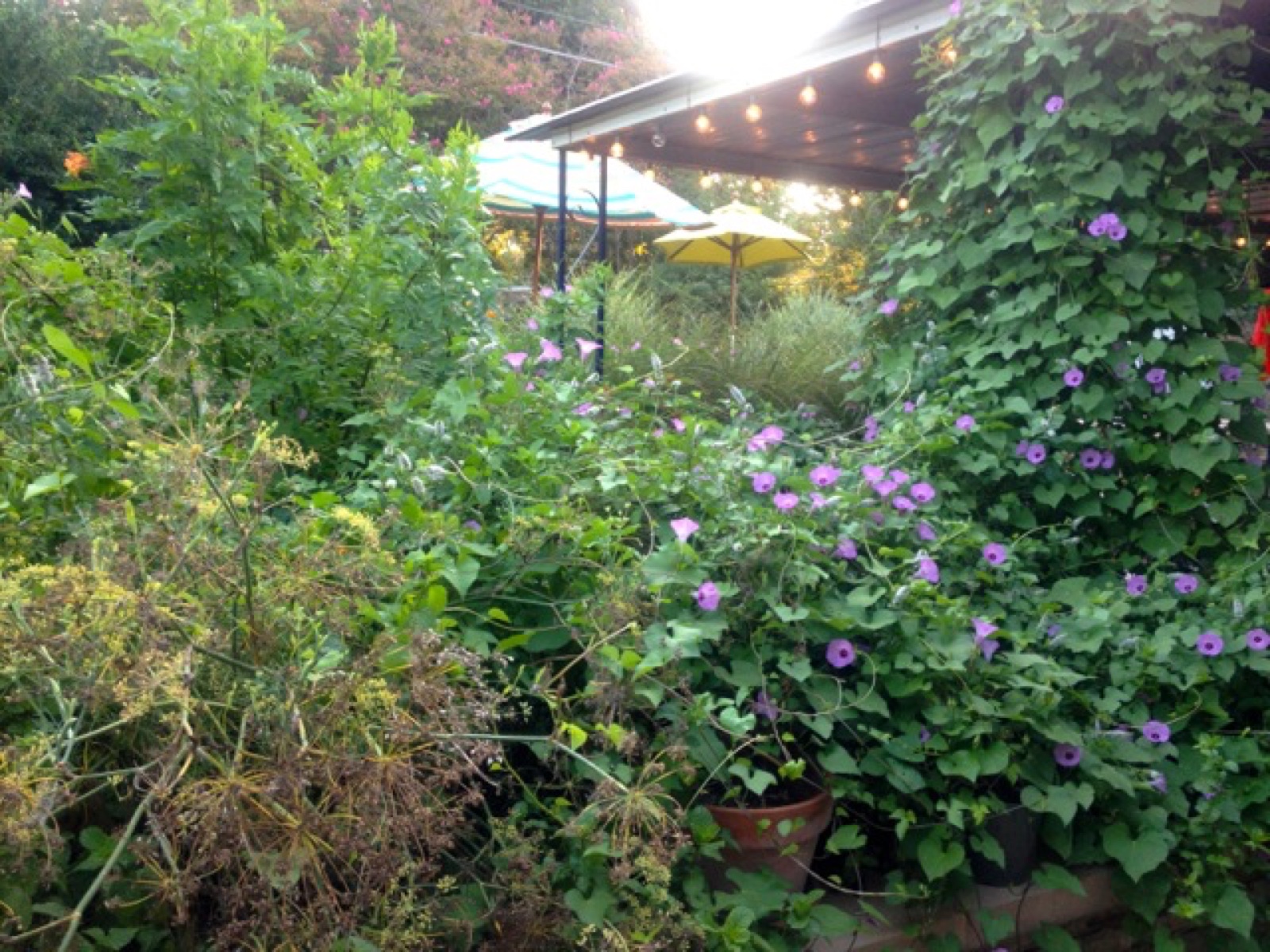 lost garden of cloverleaf I