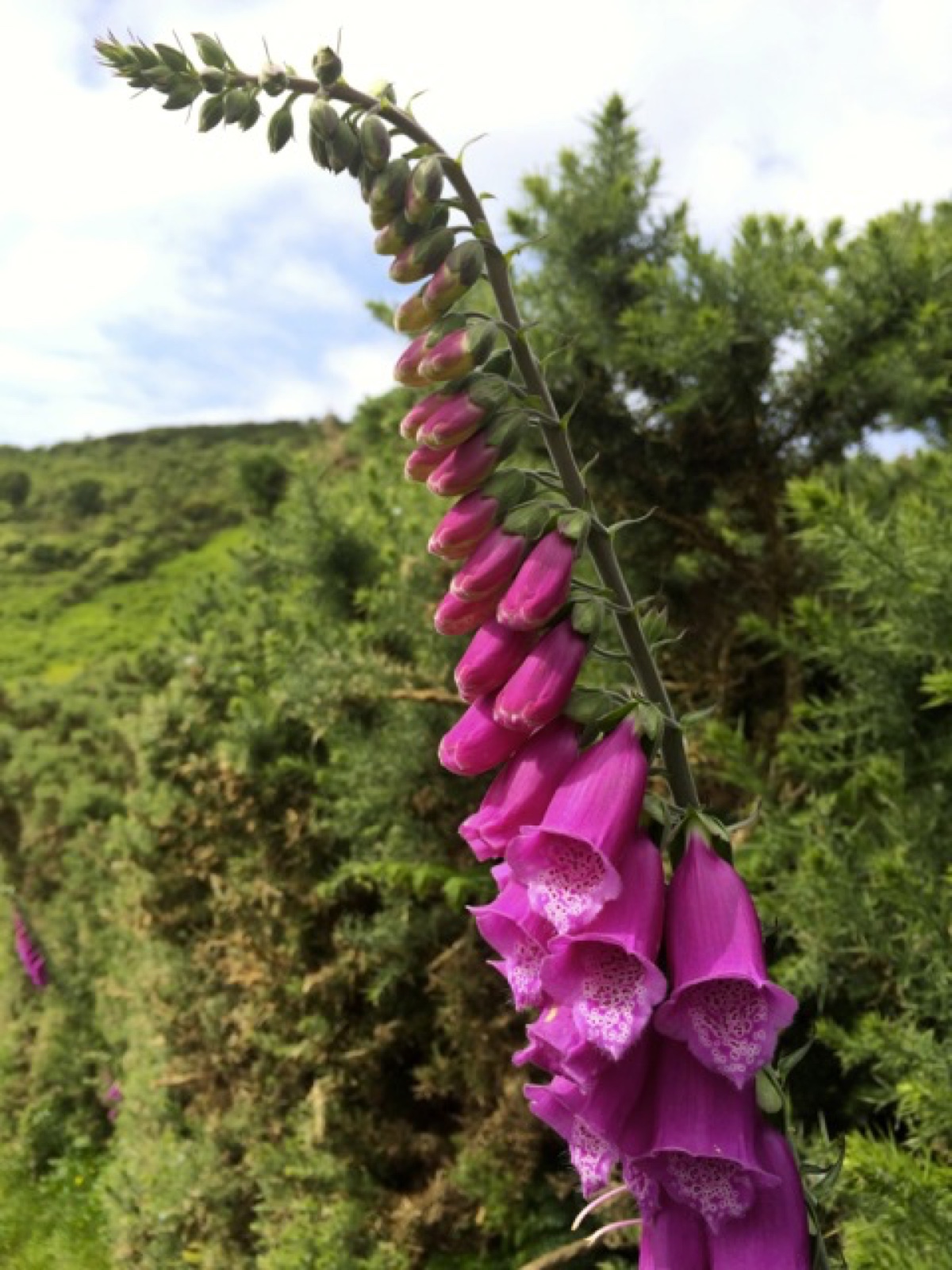 lupin coastal path