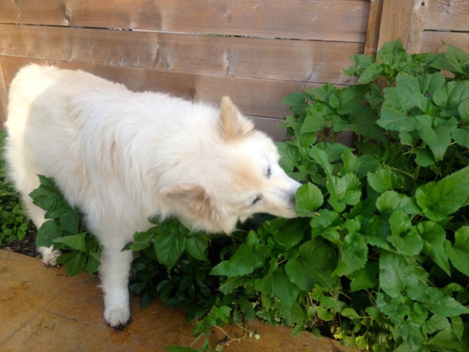 Mickey chomp sized