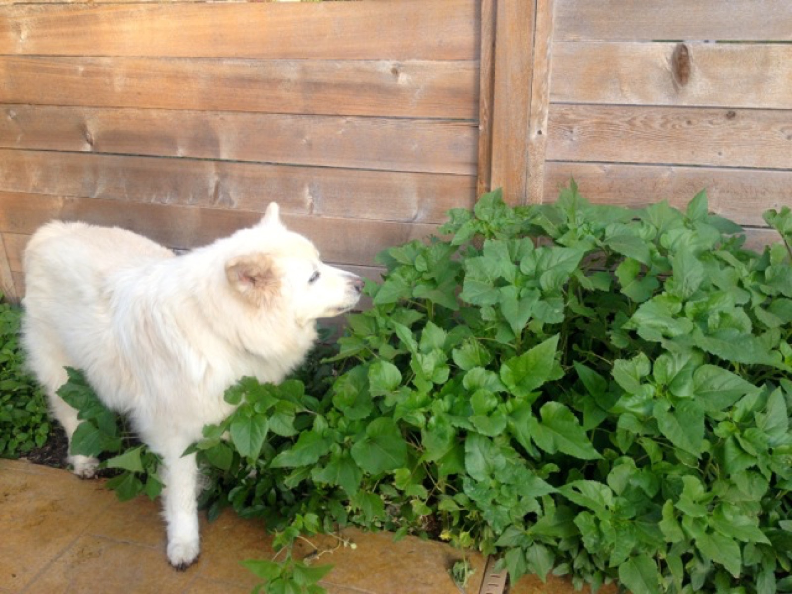 MIckey sniff sized