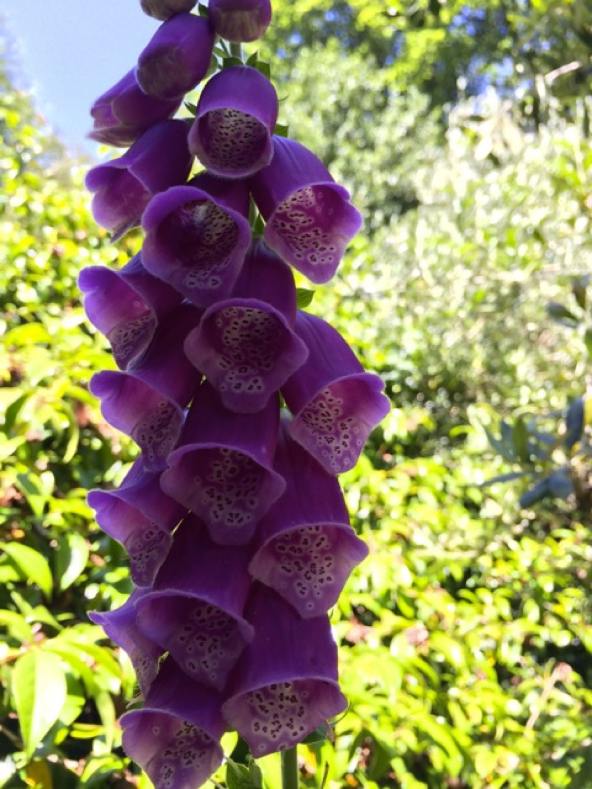 pink holly hock