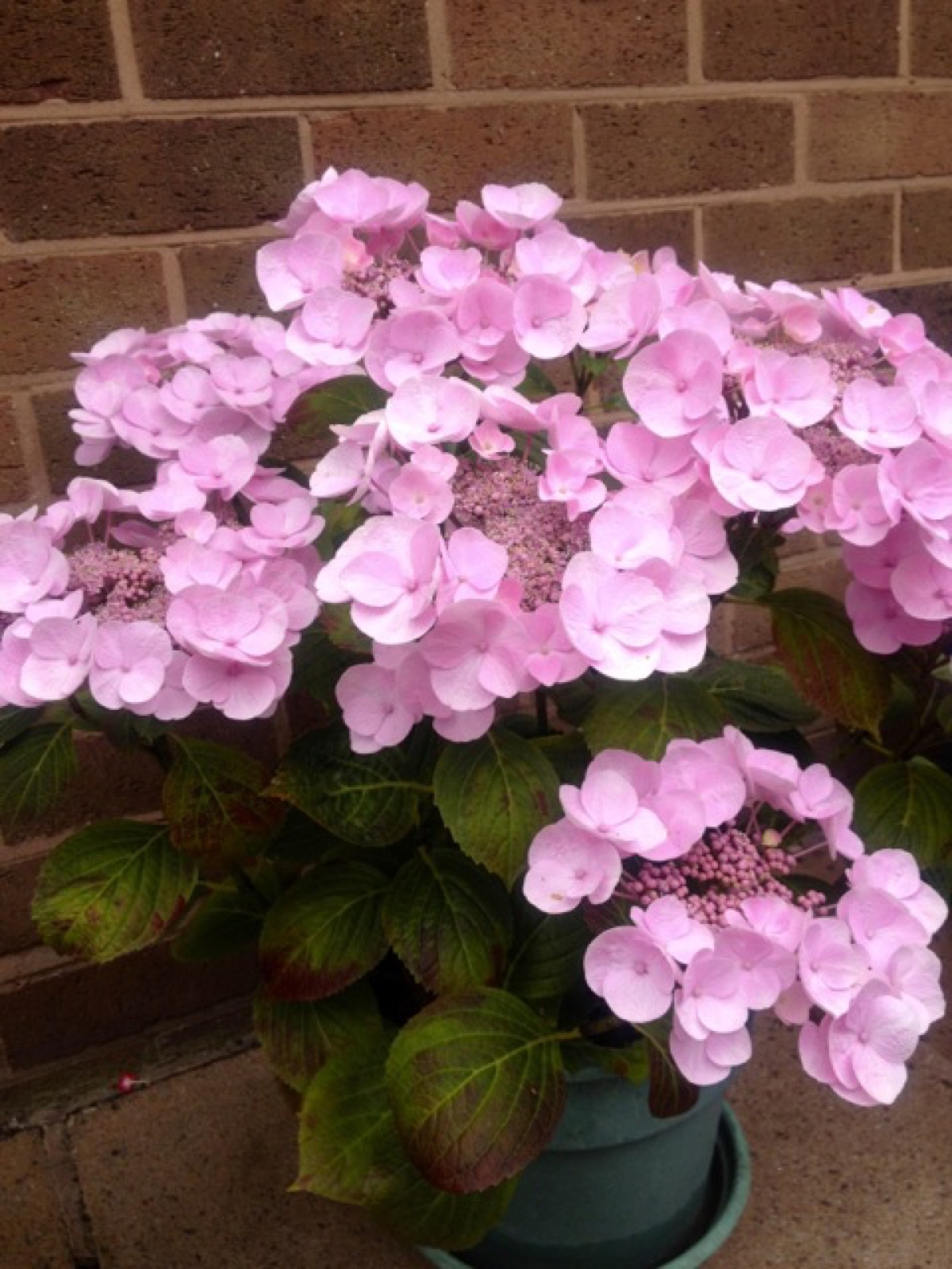 pink lace hydranga