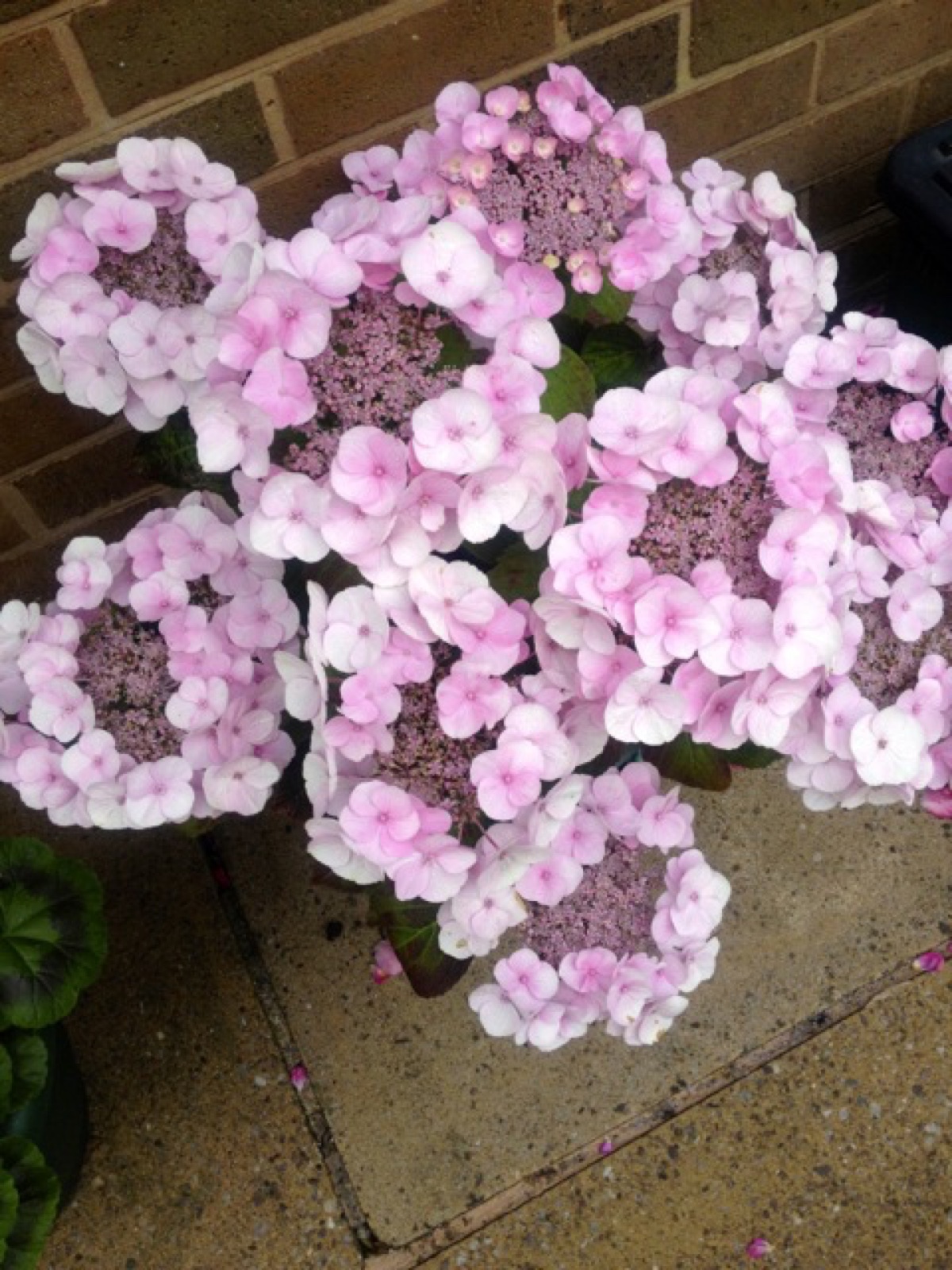 pink lace hydrangea