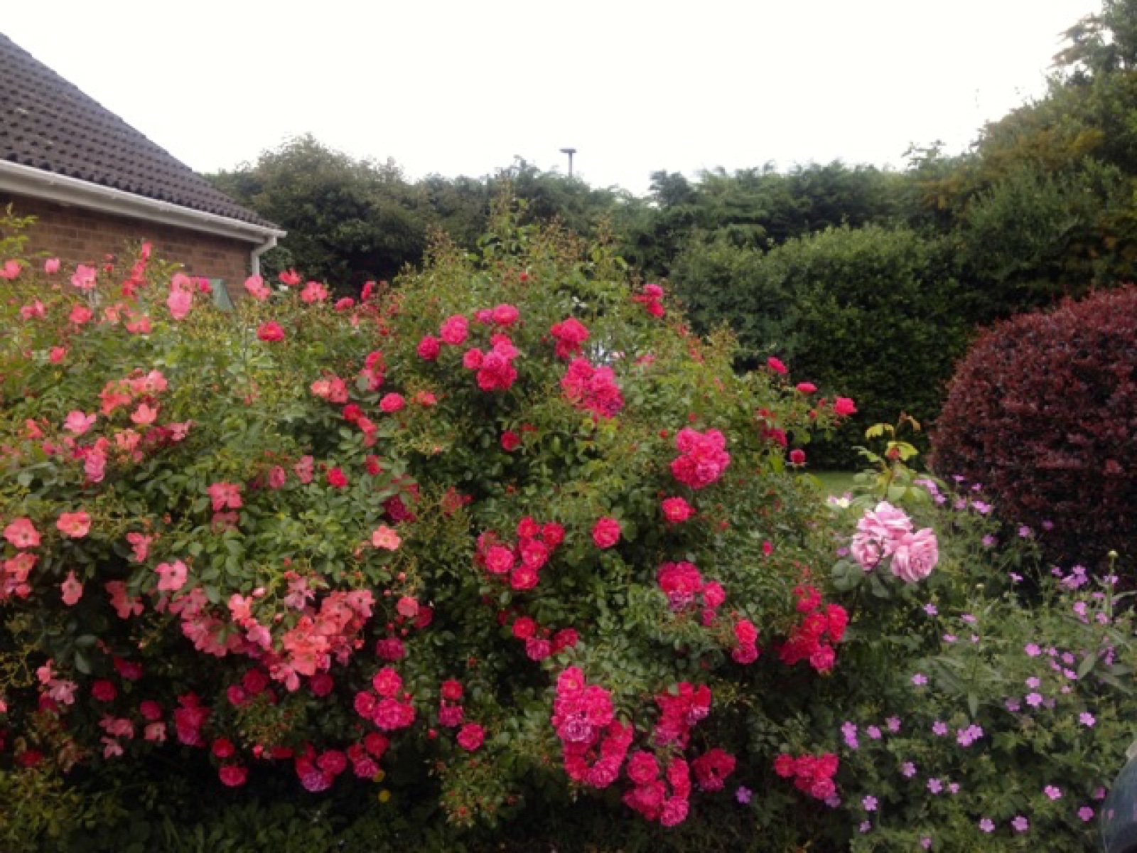 pink rose explosion