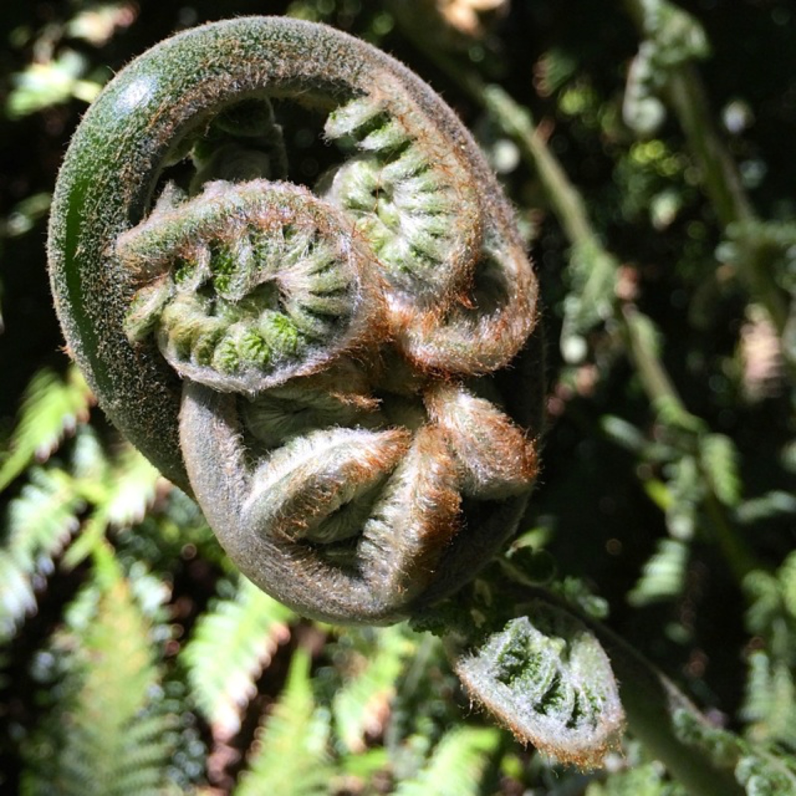 plant alien