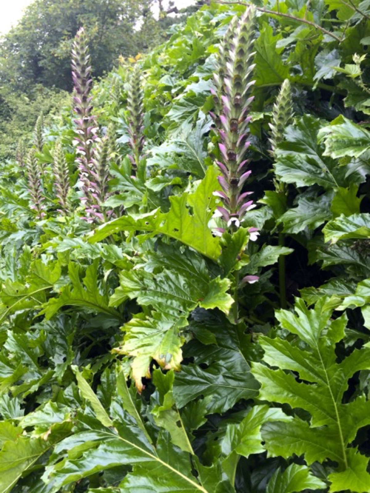 polperro jungle plant