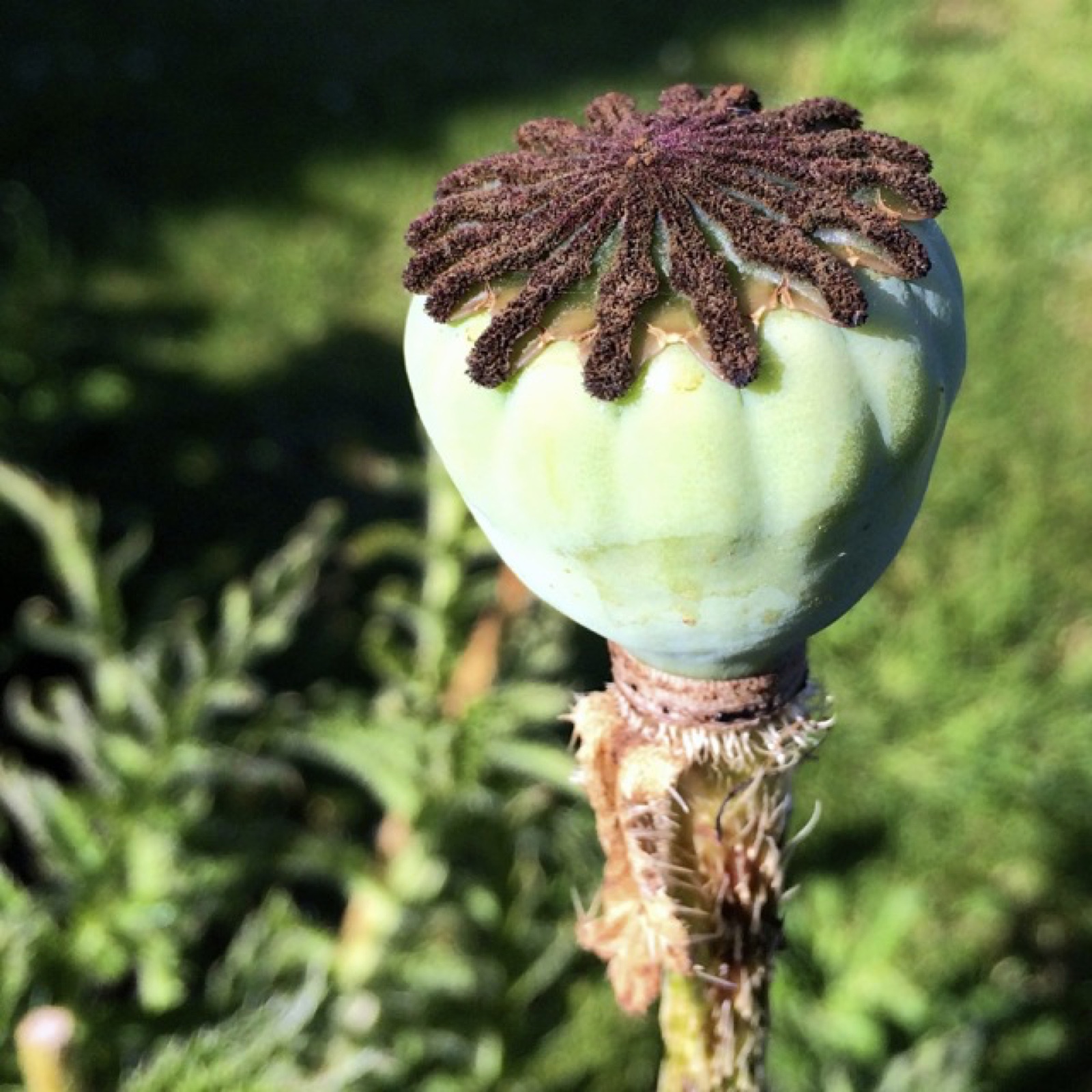 poppy pod