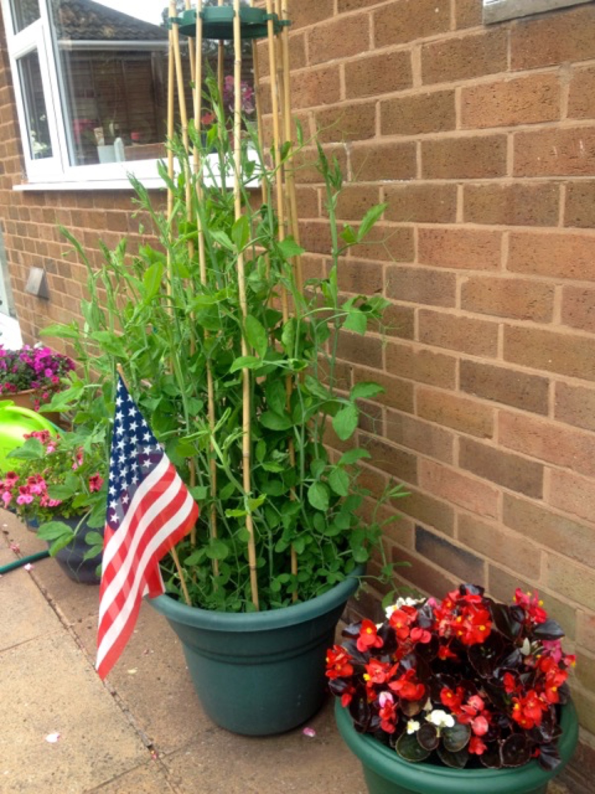 potted plants sweet pea