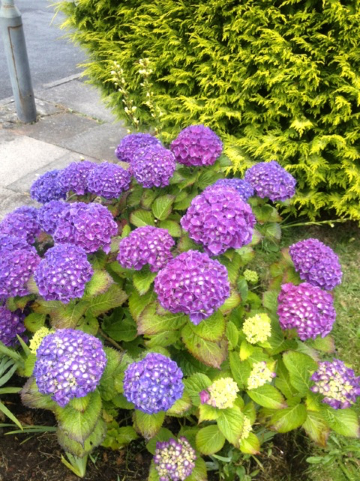 purple hydrangea