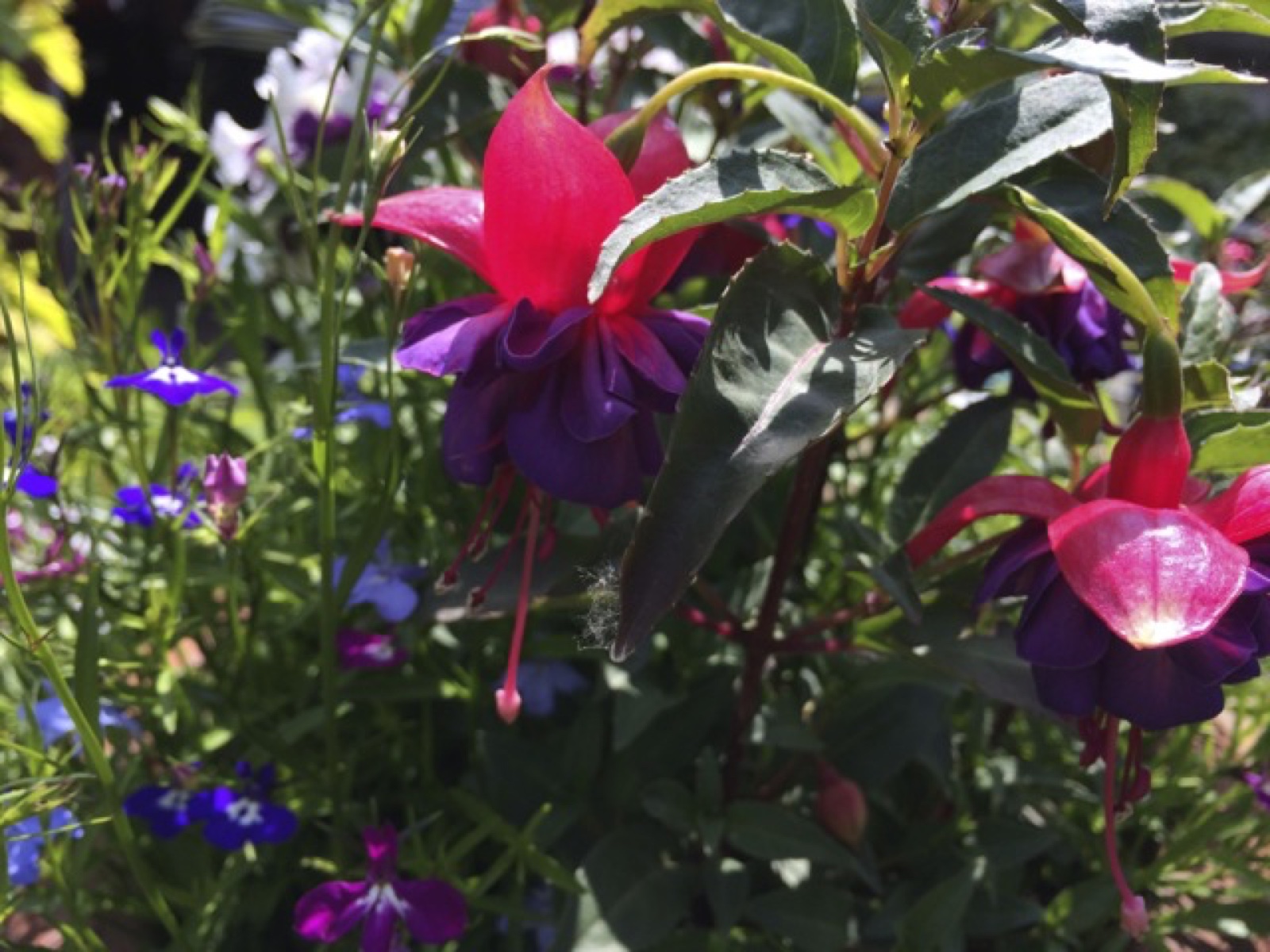 red and purple forgotten name