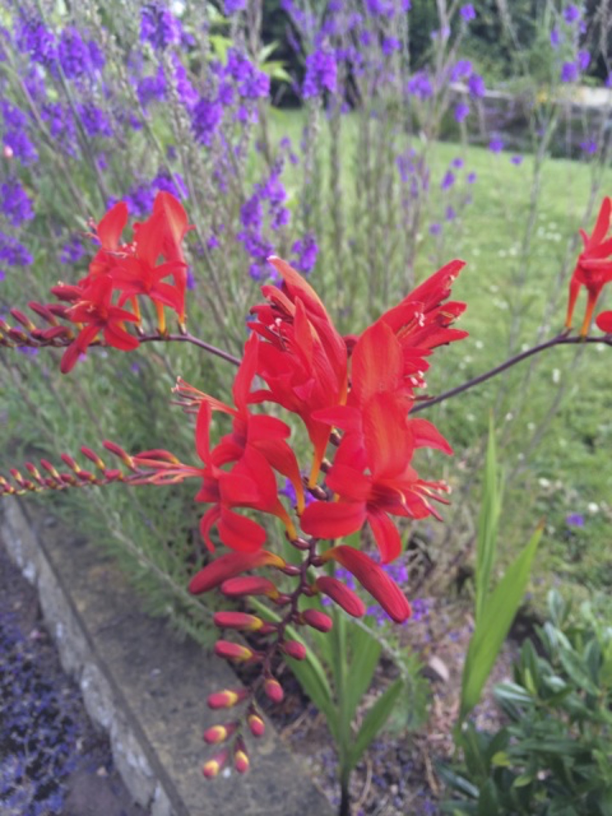 red poker looking plant