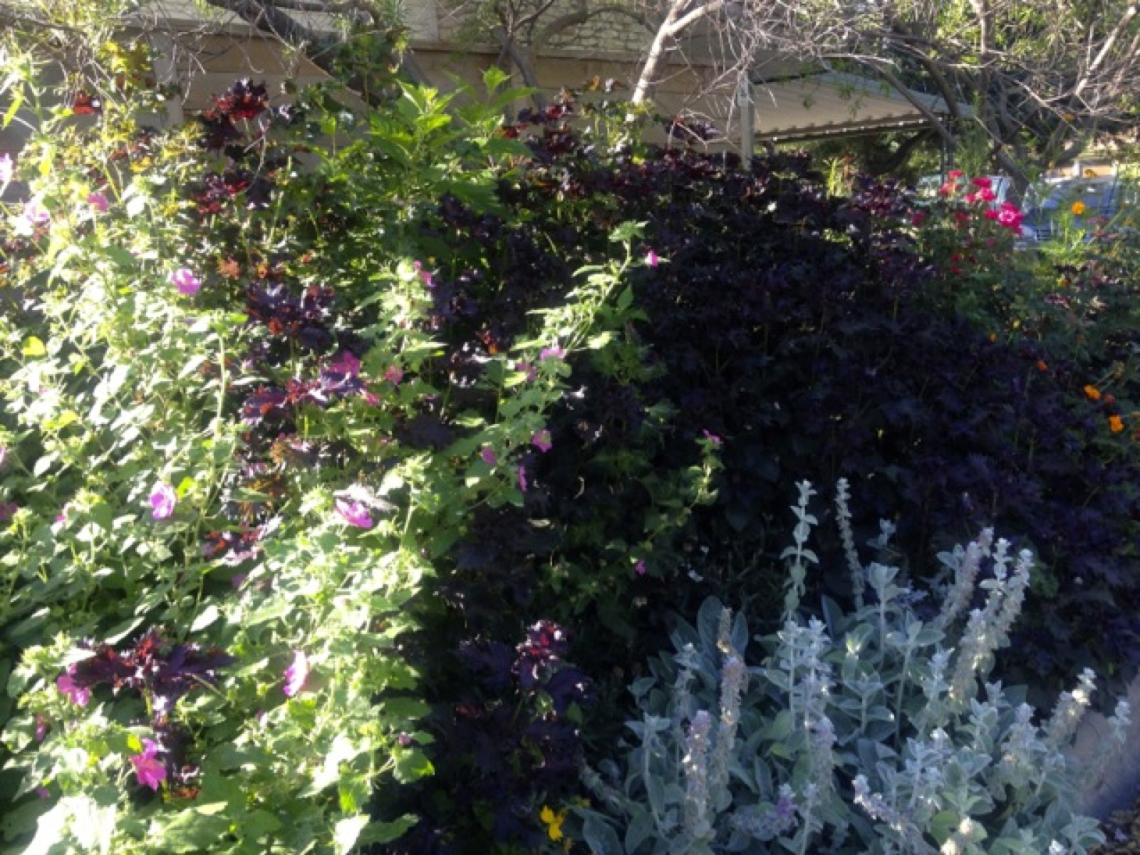 rock rose purple basil lamb ear return