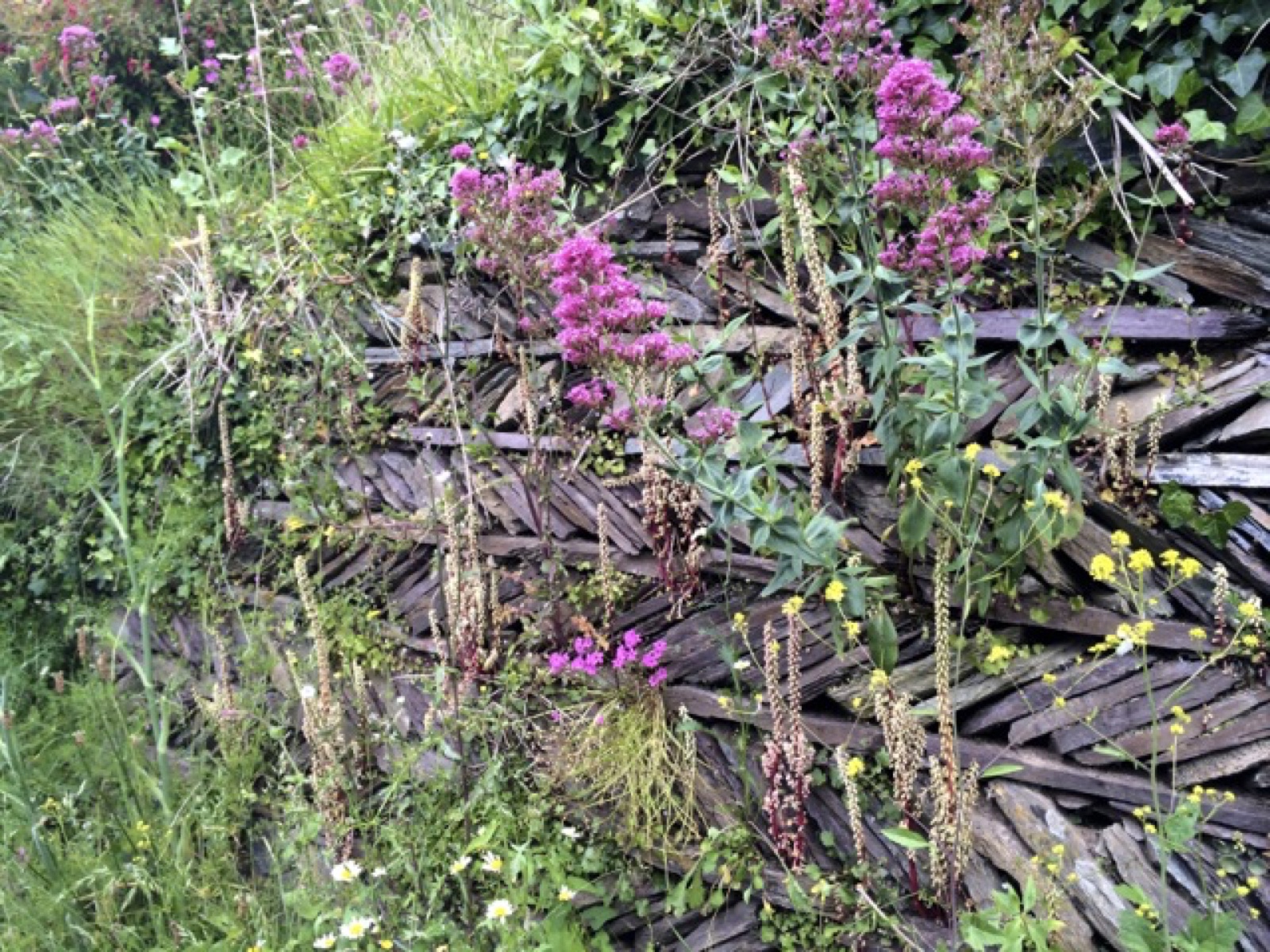 rock wall flowers polperro