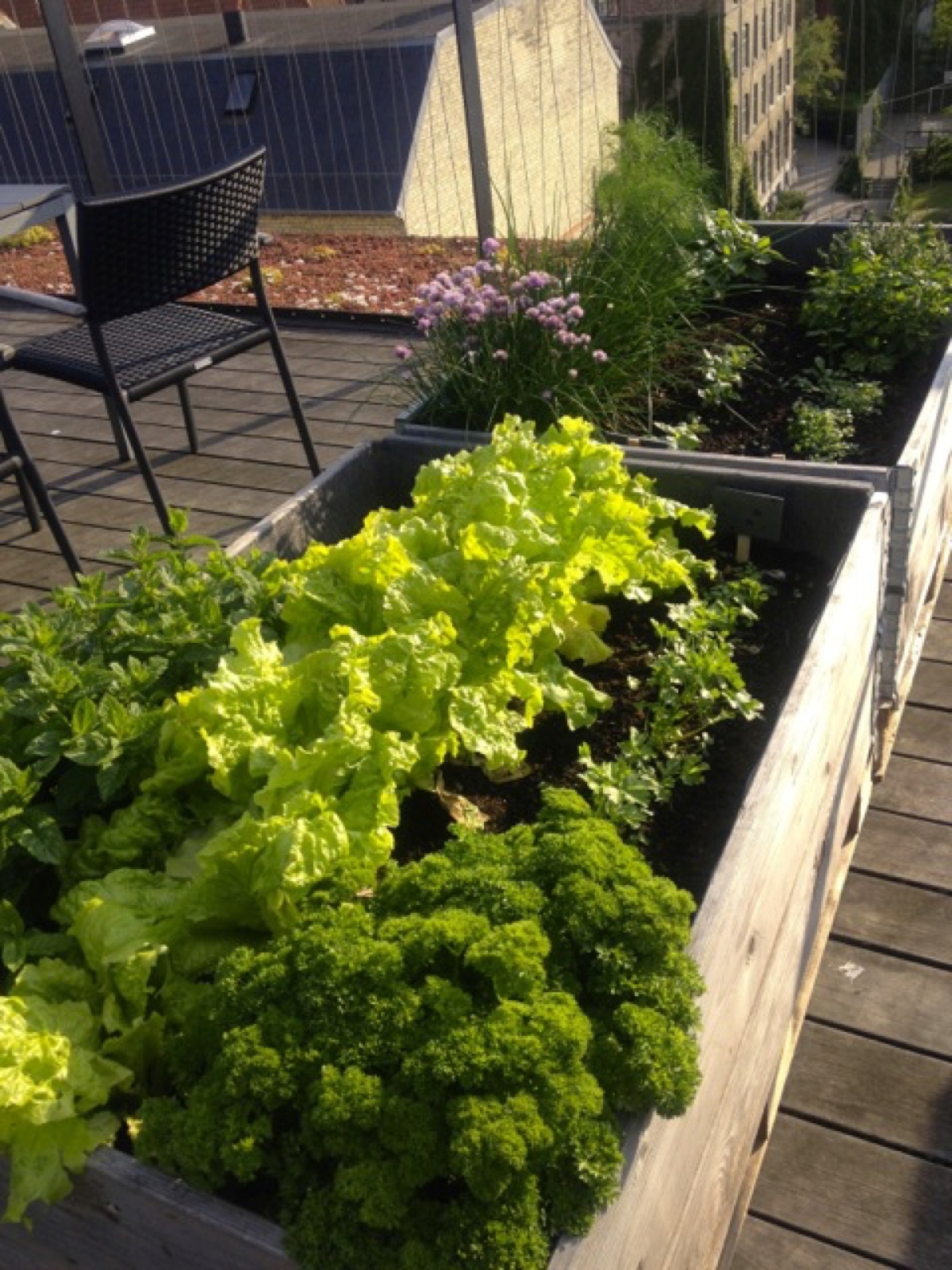 roof top garden I
