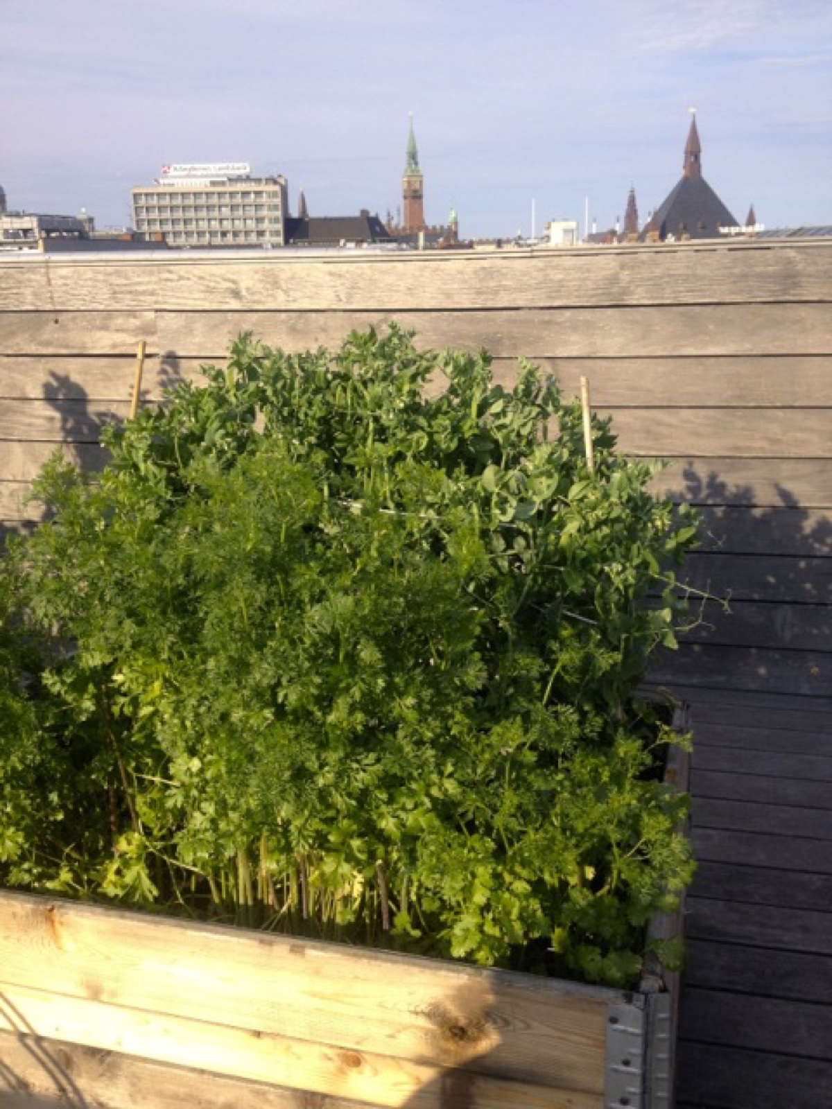 roof top garden II