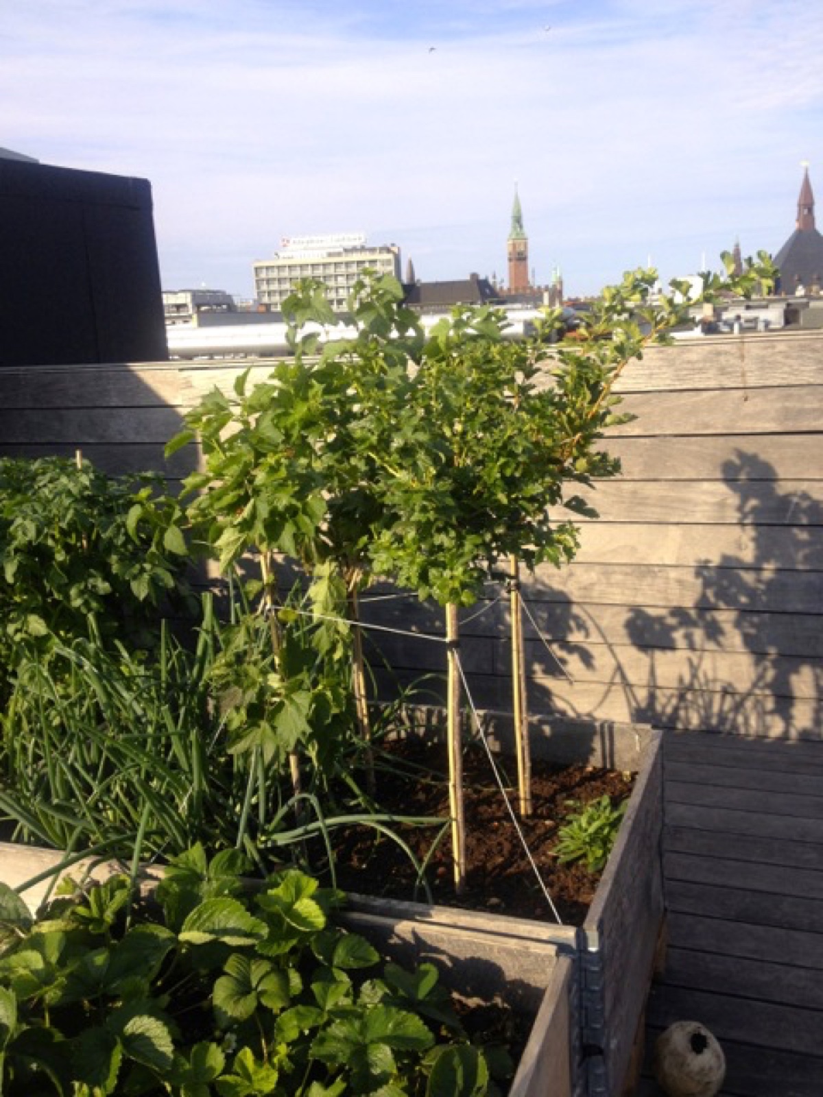 roof top garden III
