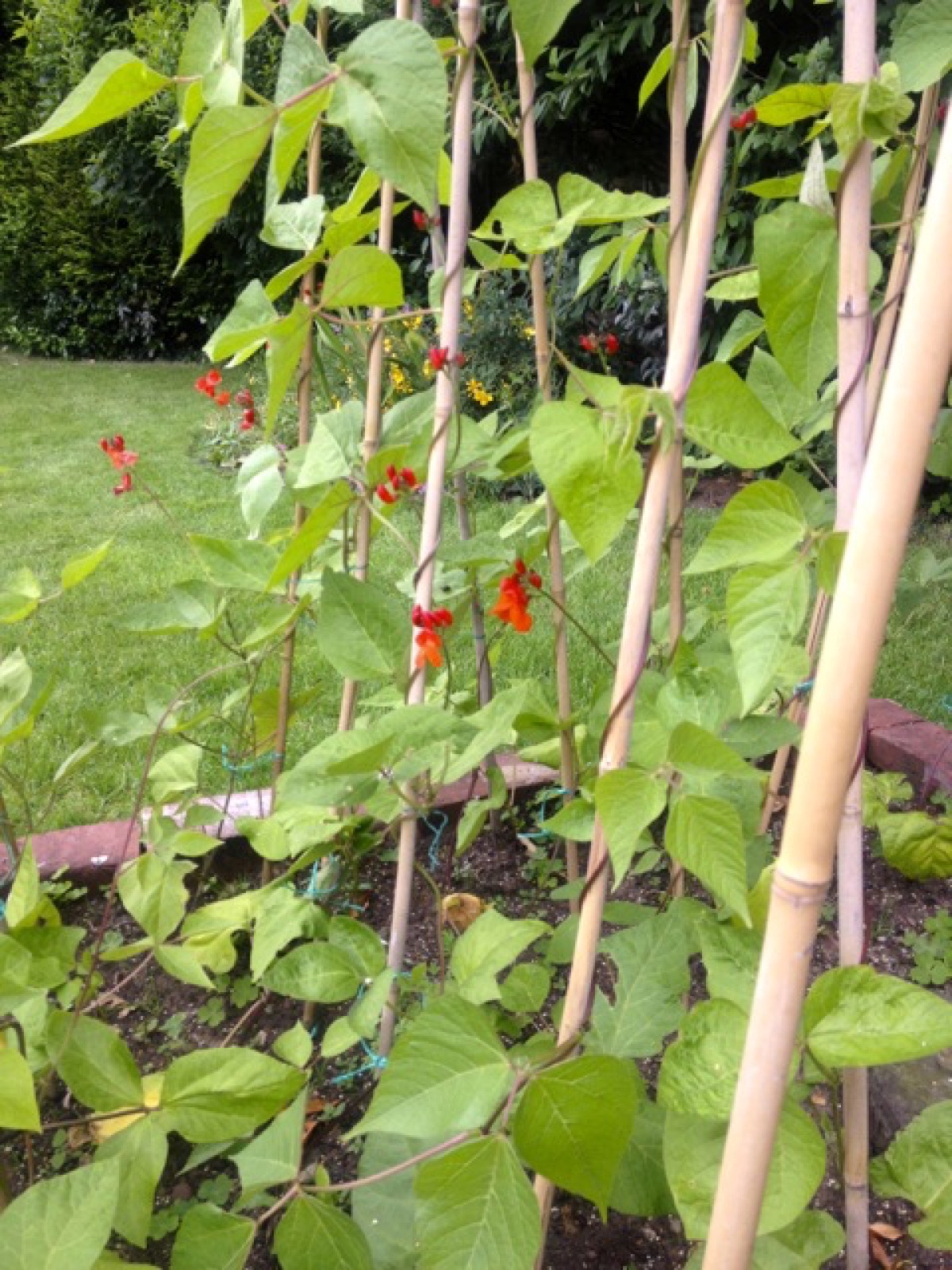 runner beans