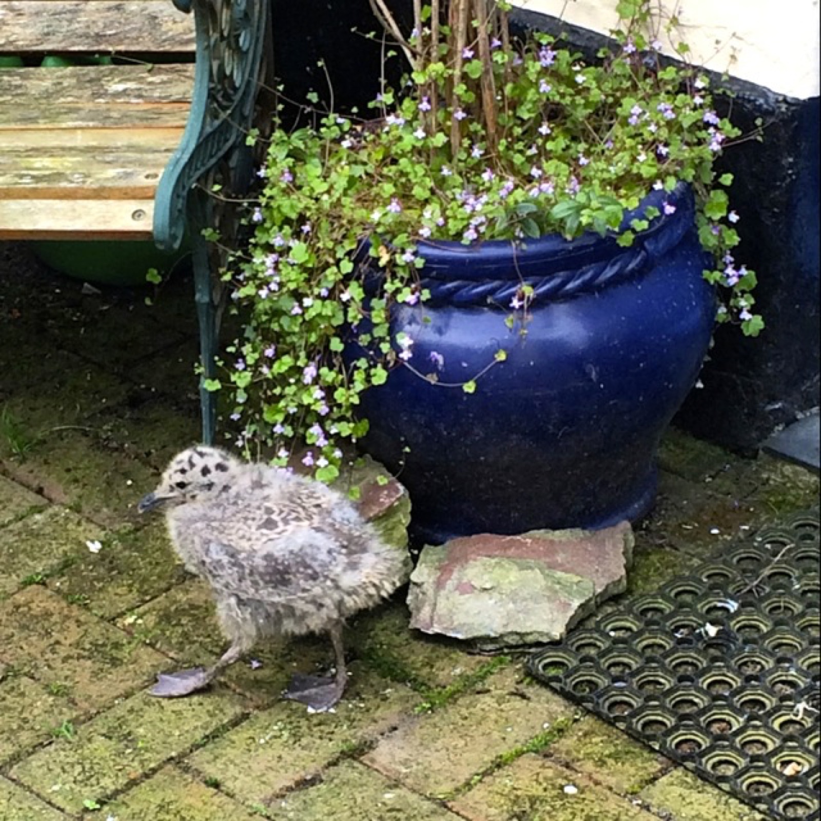 seagull potted plant II