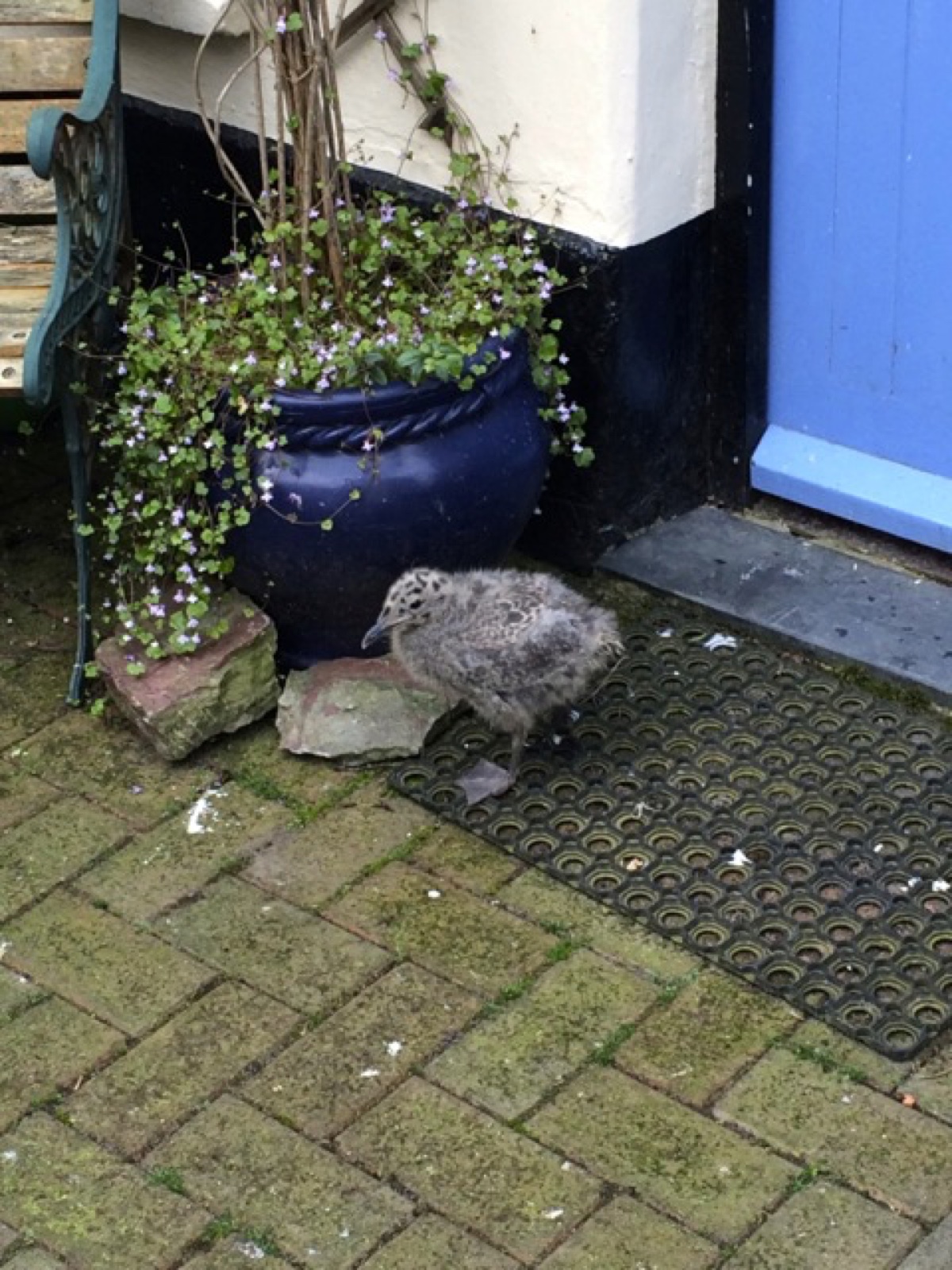 seagull pottted plant