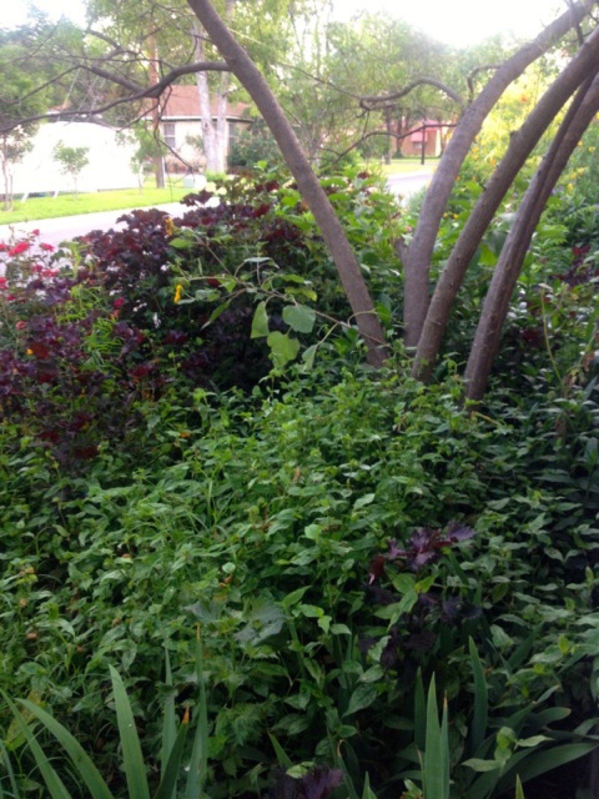 side garden IV