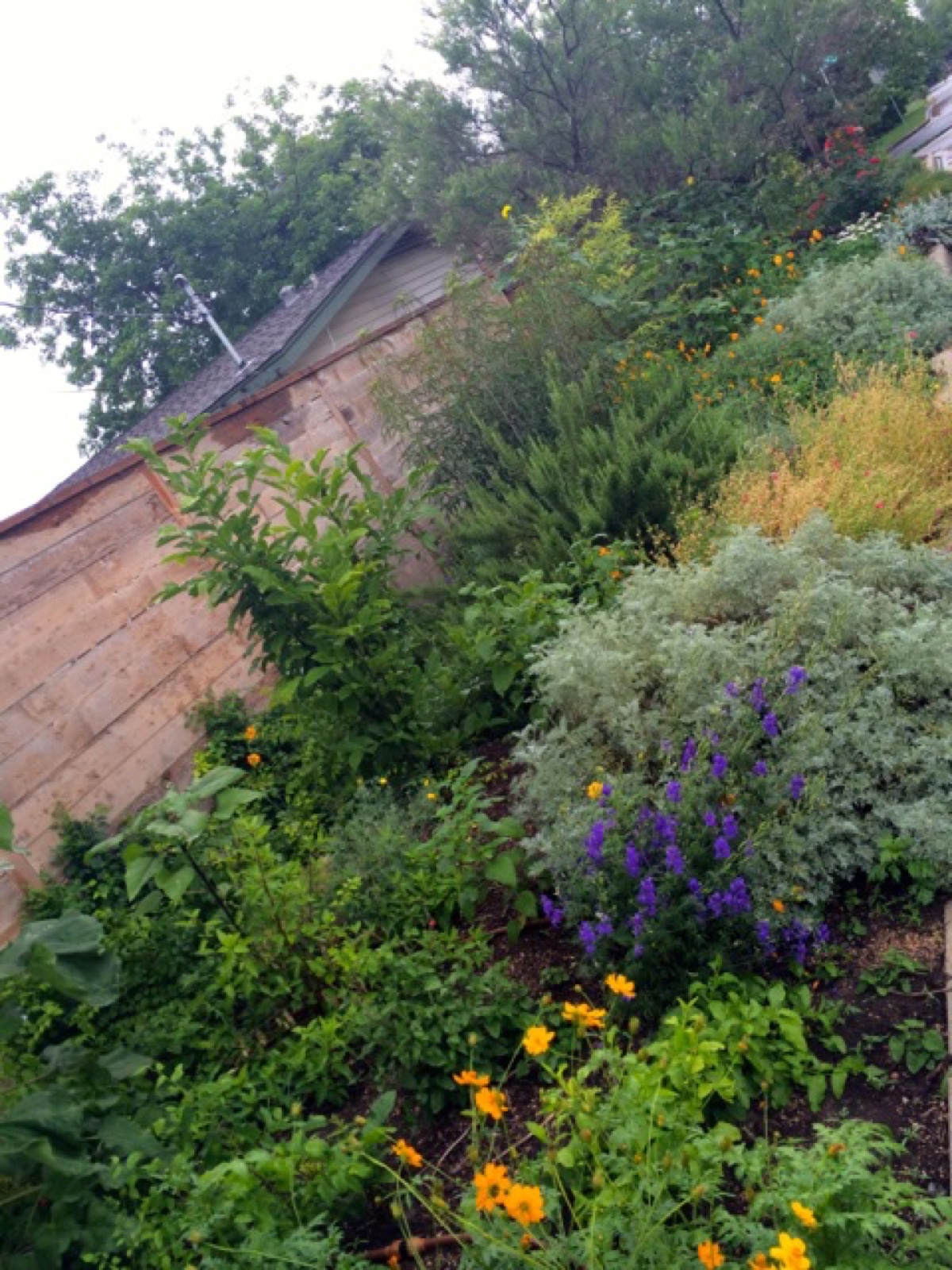 sideview end of May sized
