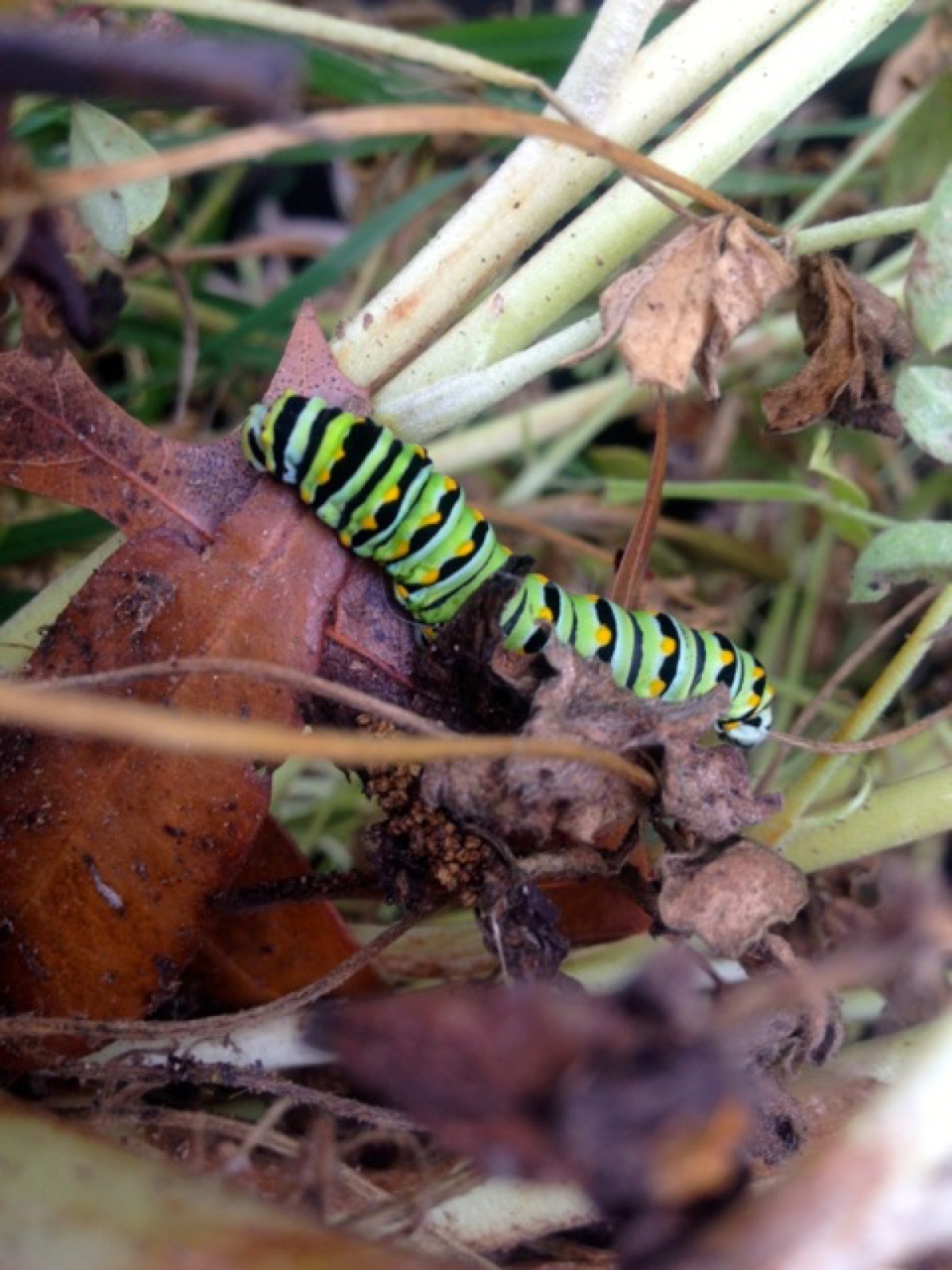 sunflower caterpillar sized