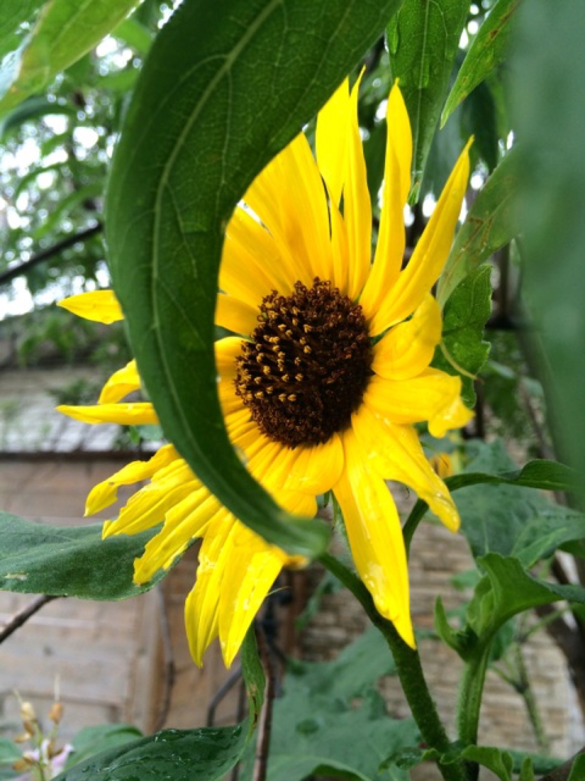 sunflower weed sized