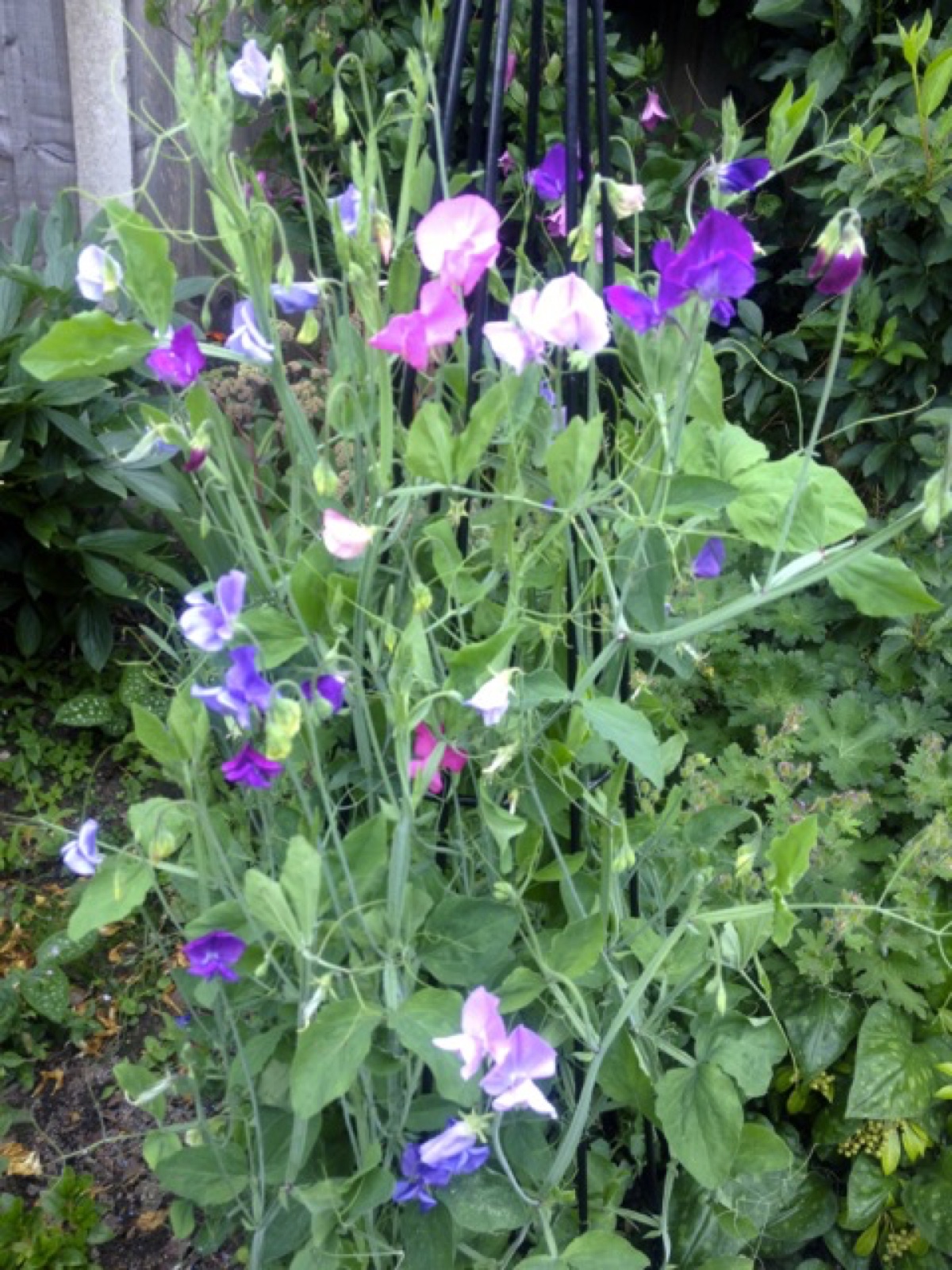 sweet pea