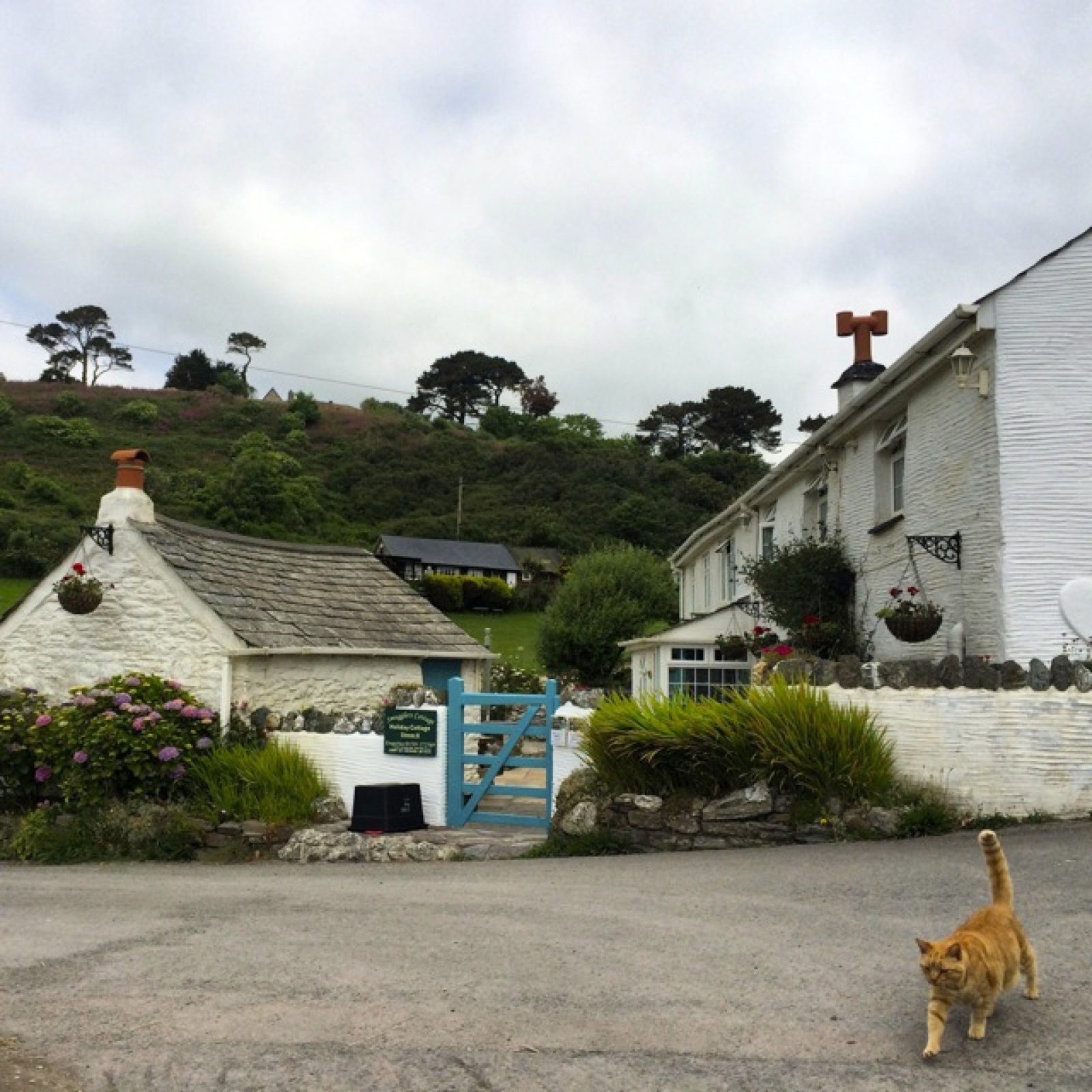 talmund white cottage ginger