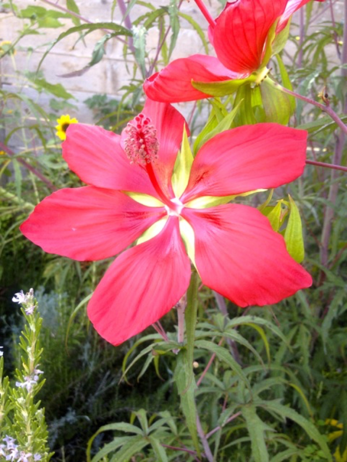 texas star hibiscus red