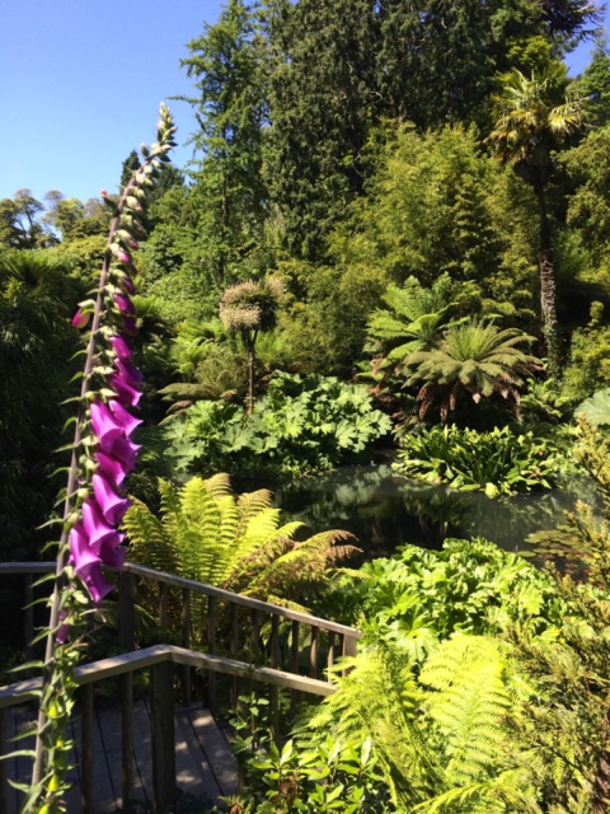 the jungle II