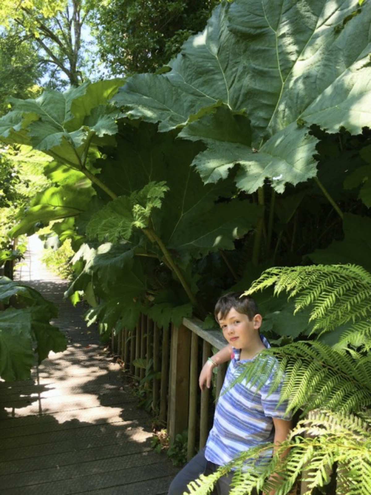 tom in jungle